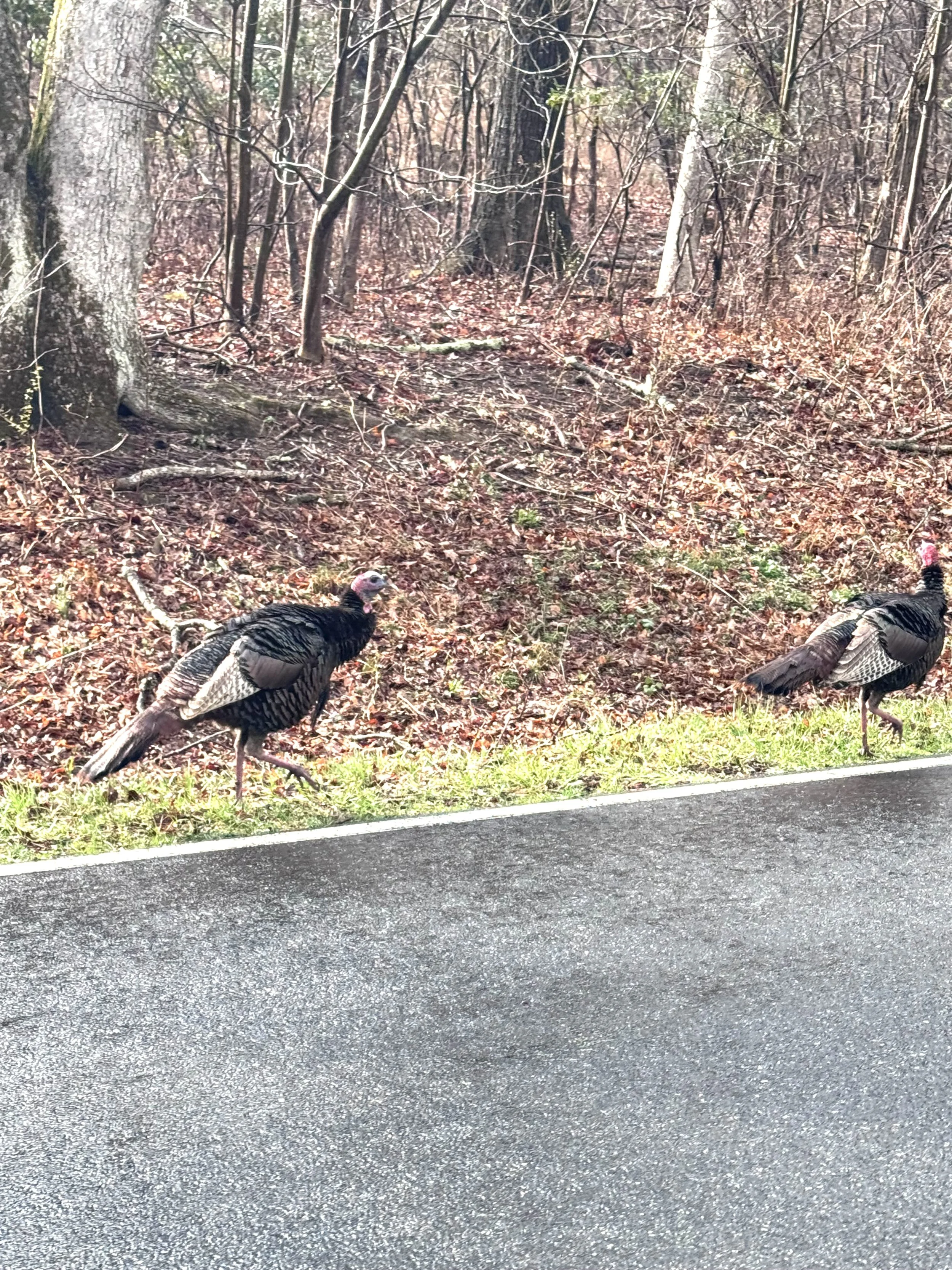 Wild turkeys 2.jpeg