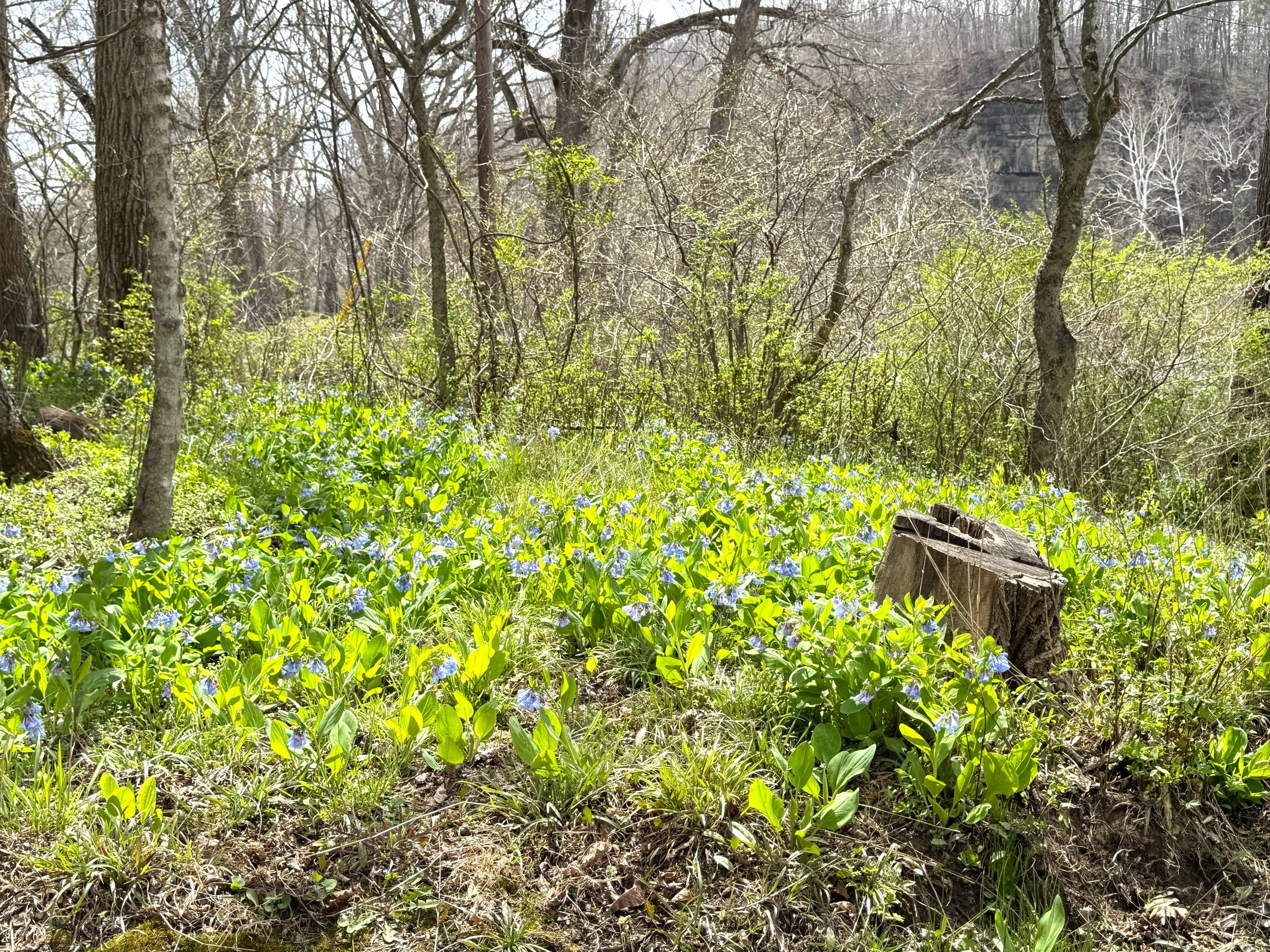 Outdoor flowers.jpeg