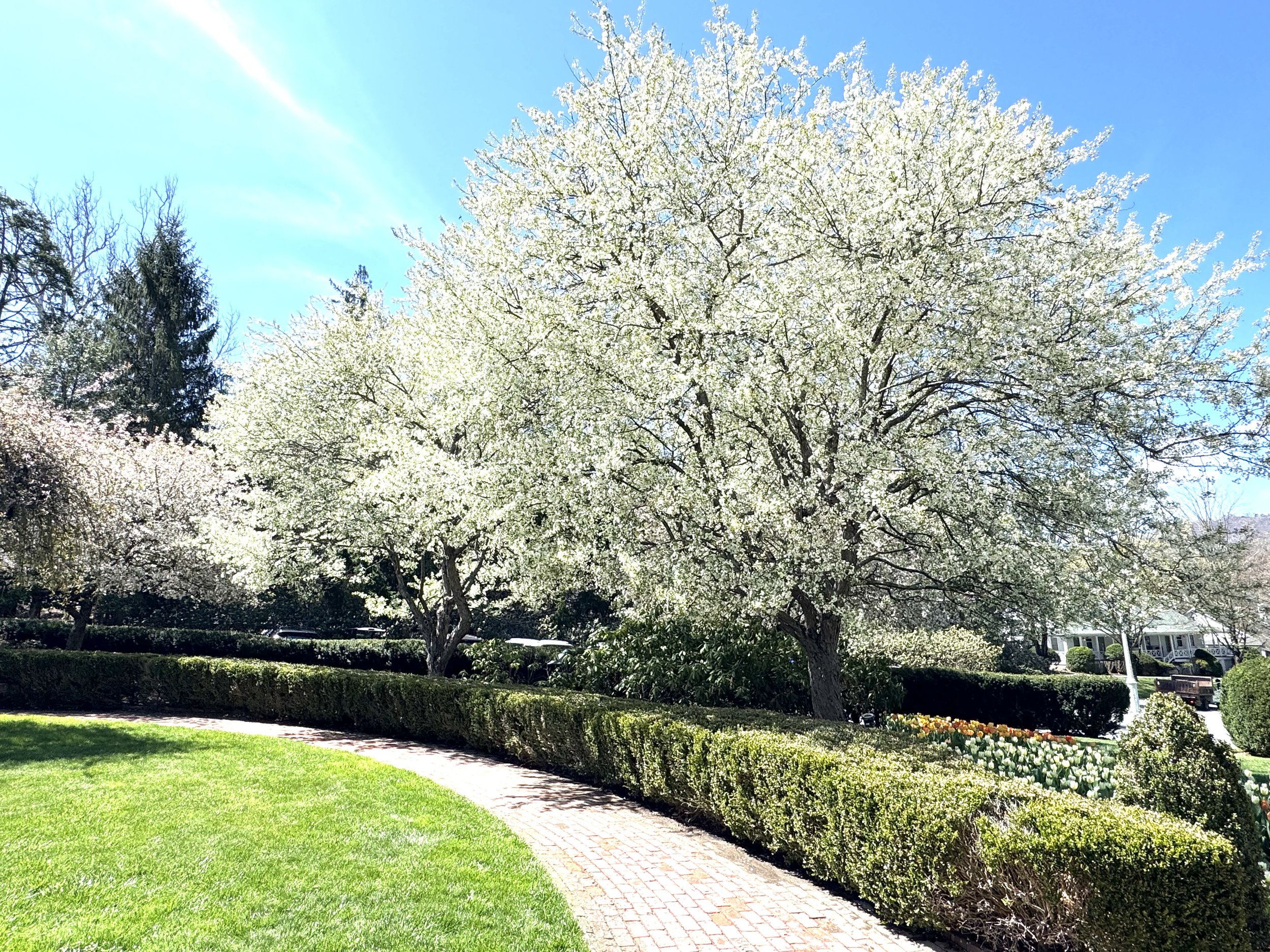 Outdoor beautiful tree.jpeg