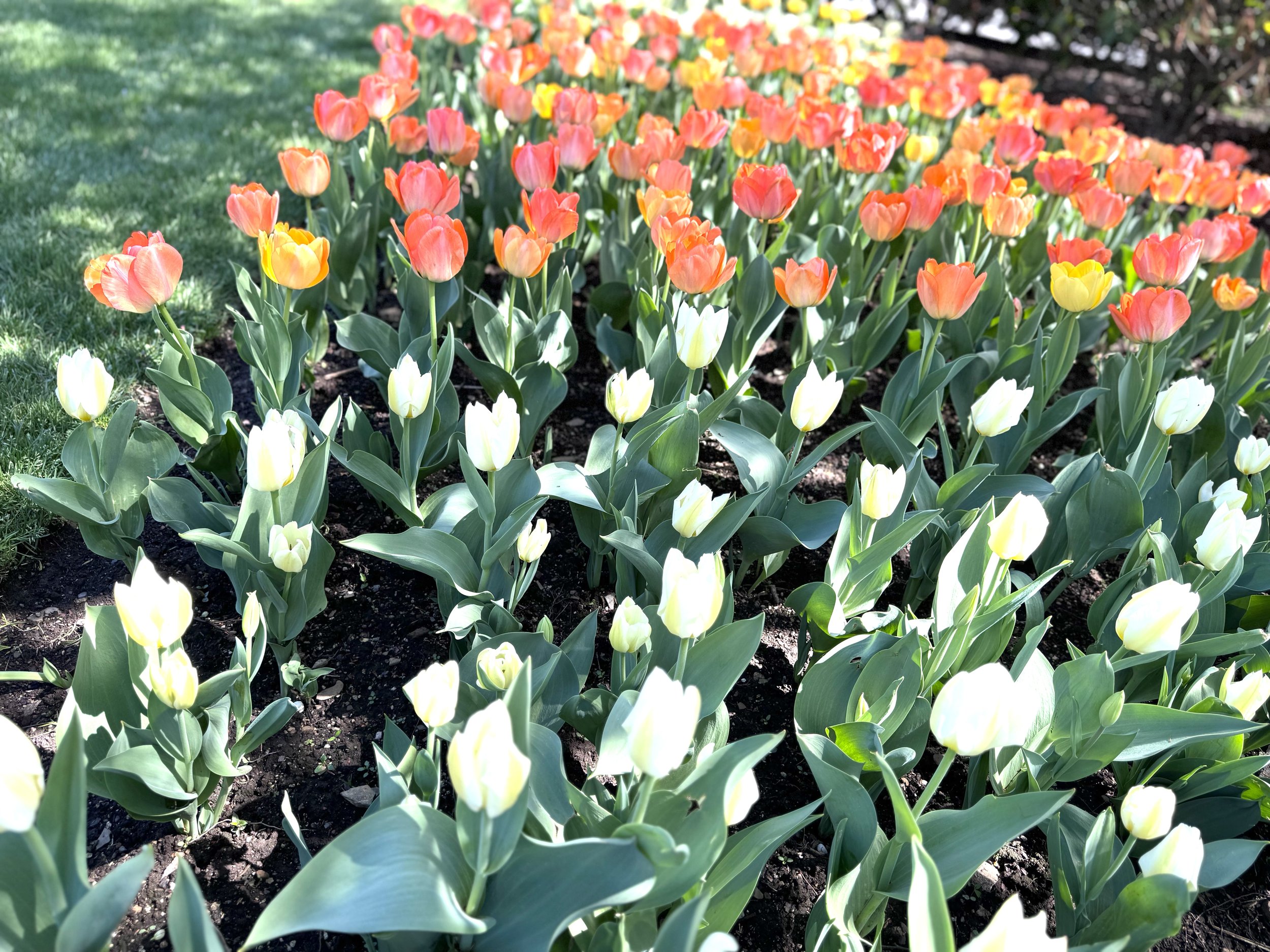 More tulips.jpeg