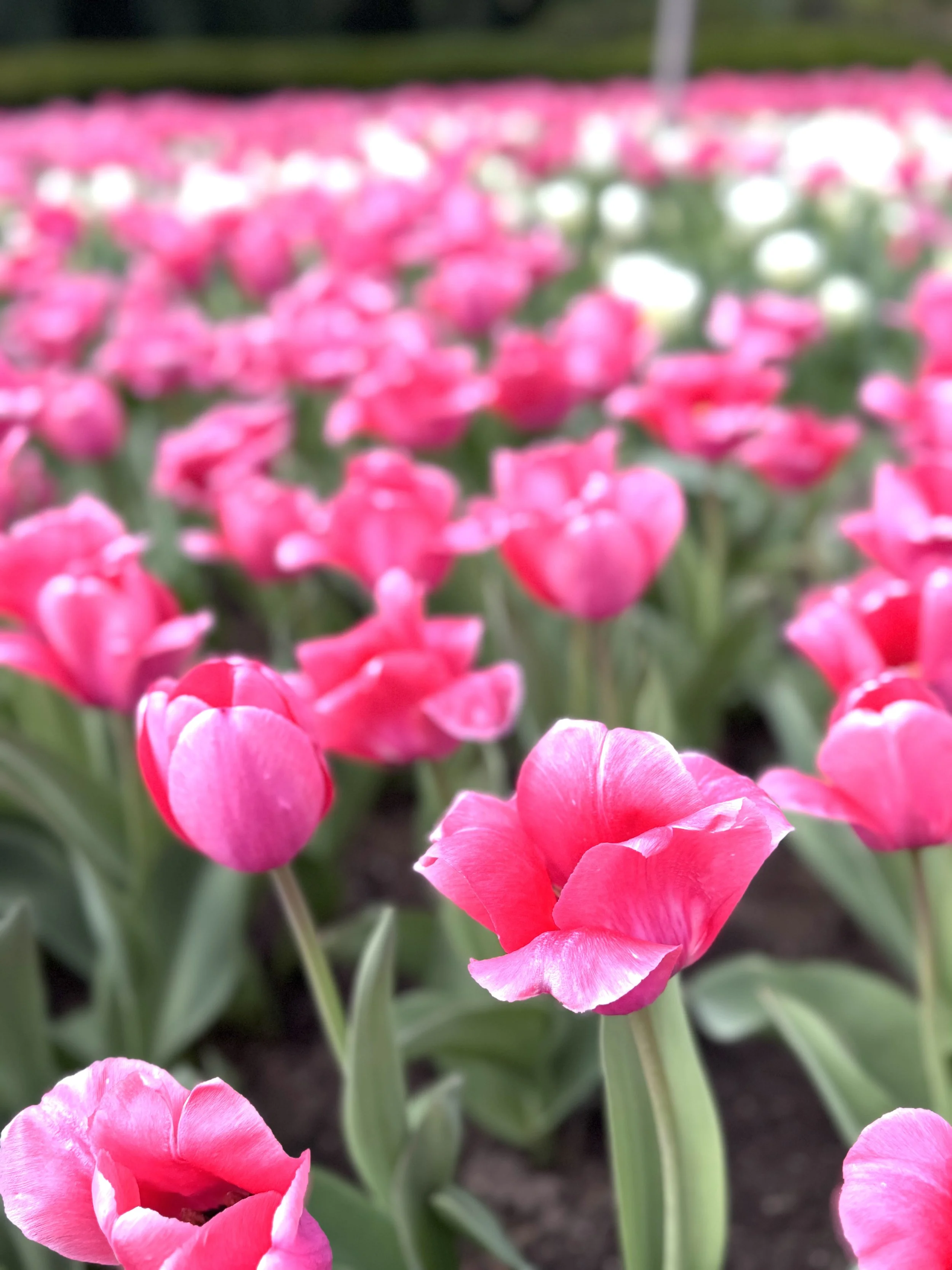 Outdoor tulips up close.jpeg