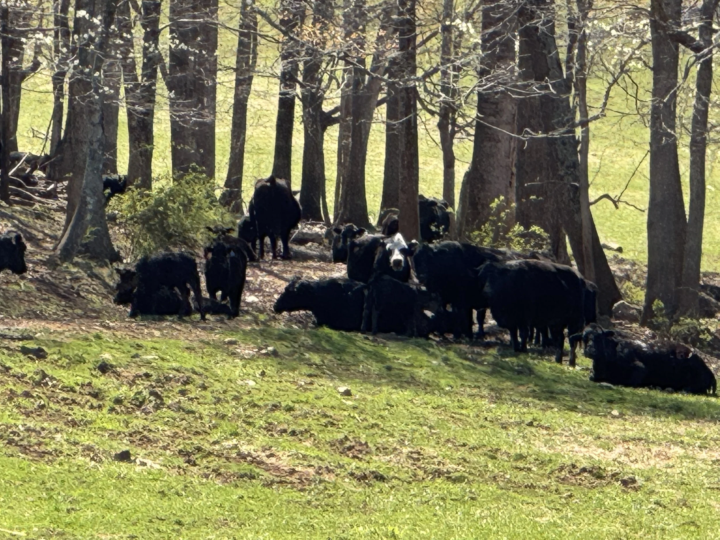 Cows under trees 2.jpeg