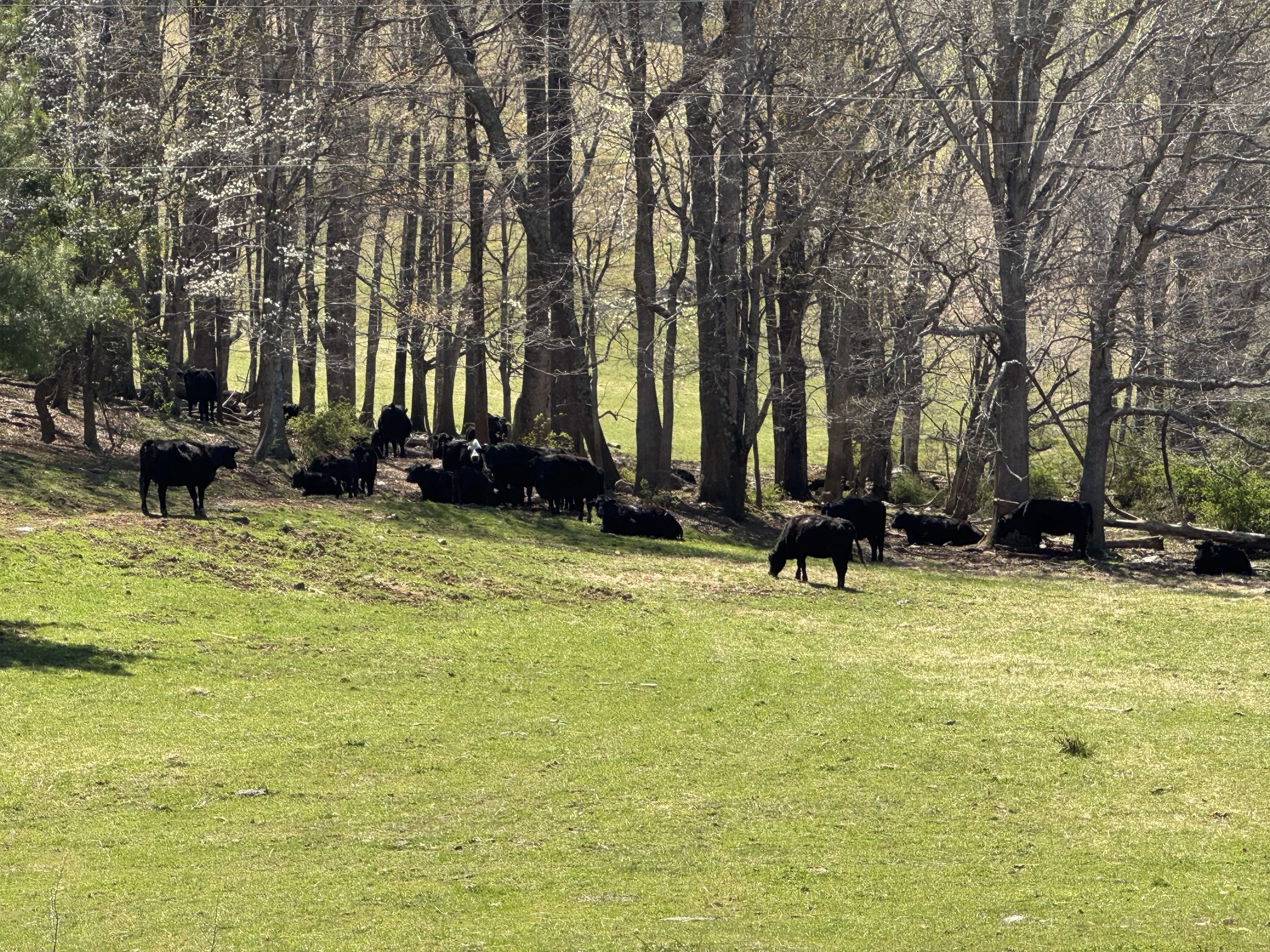 Cows under trees 1.jpeg
