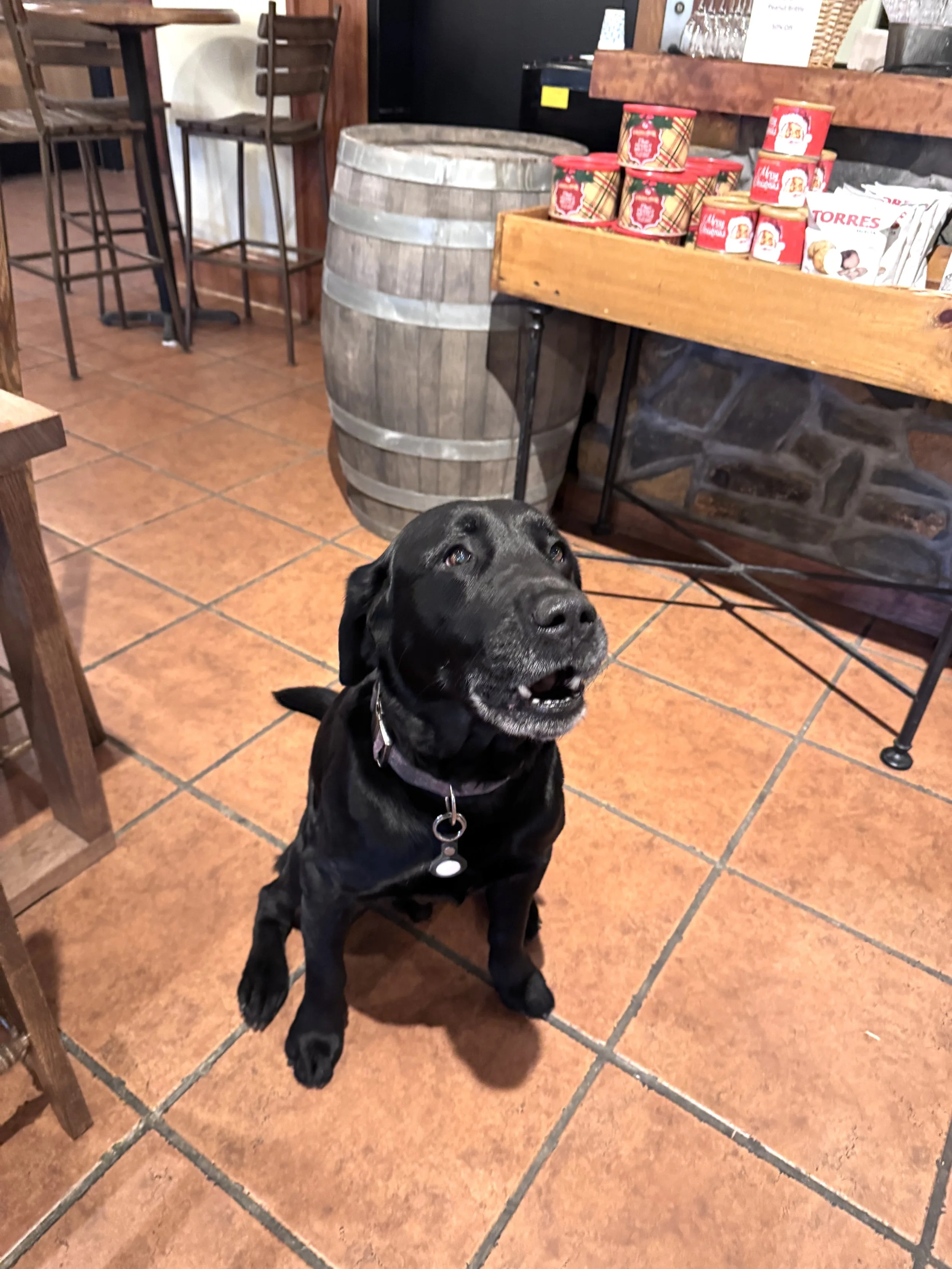 Real black dog Noble.jpeg