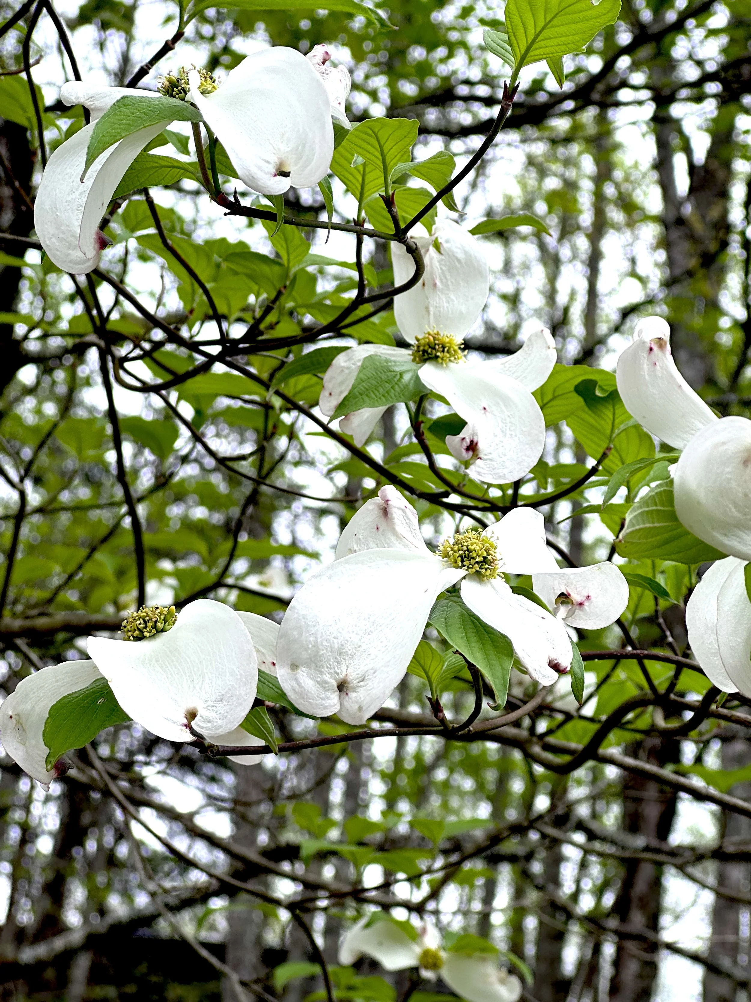 Dogwood closeup.jpeg