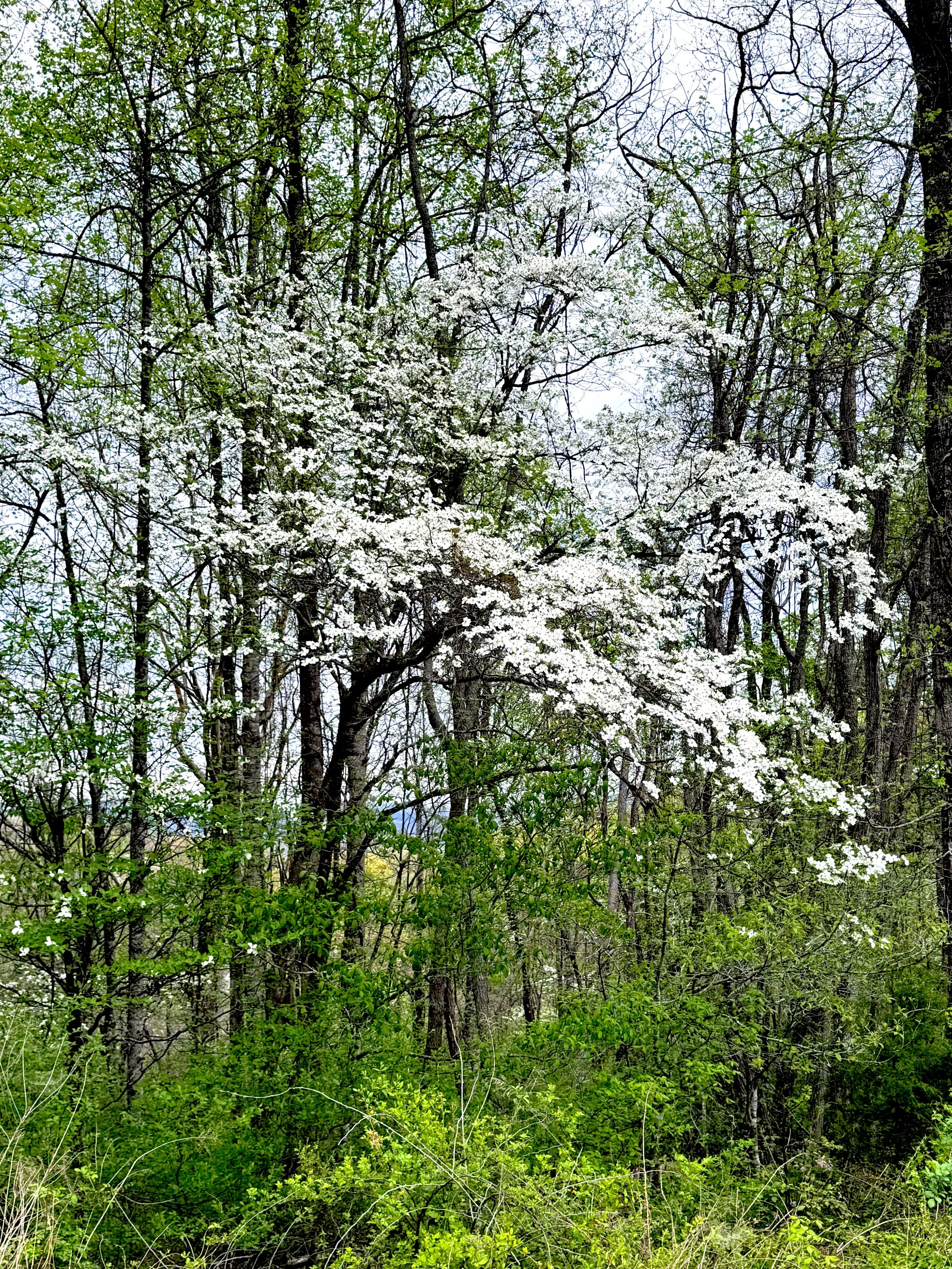 Dogwood tree.jpeg