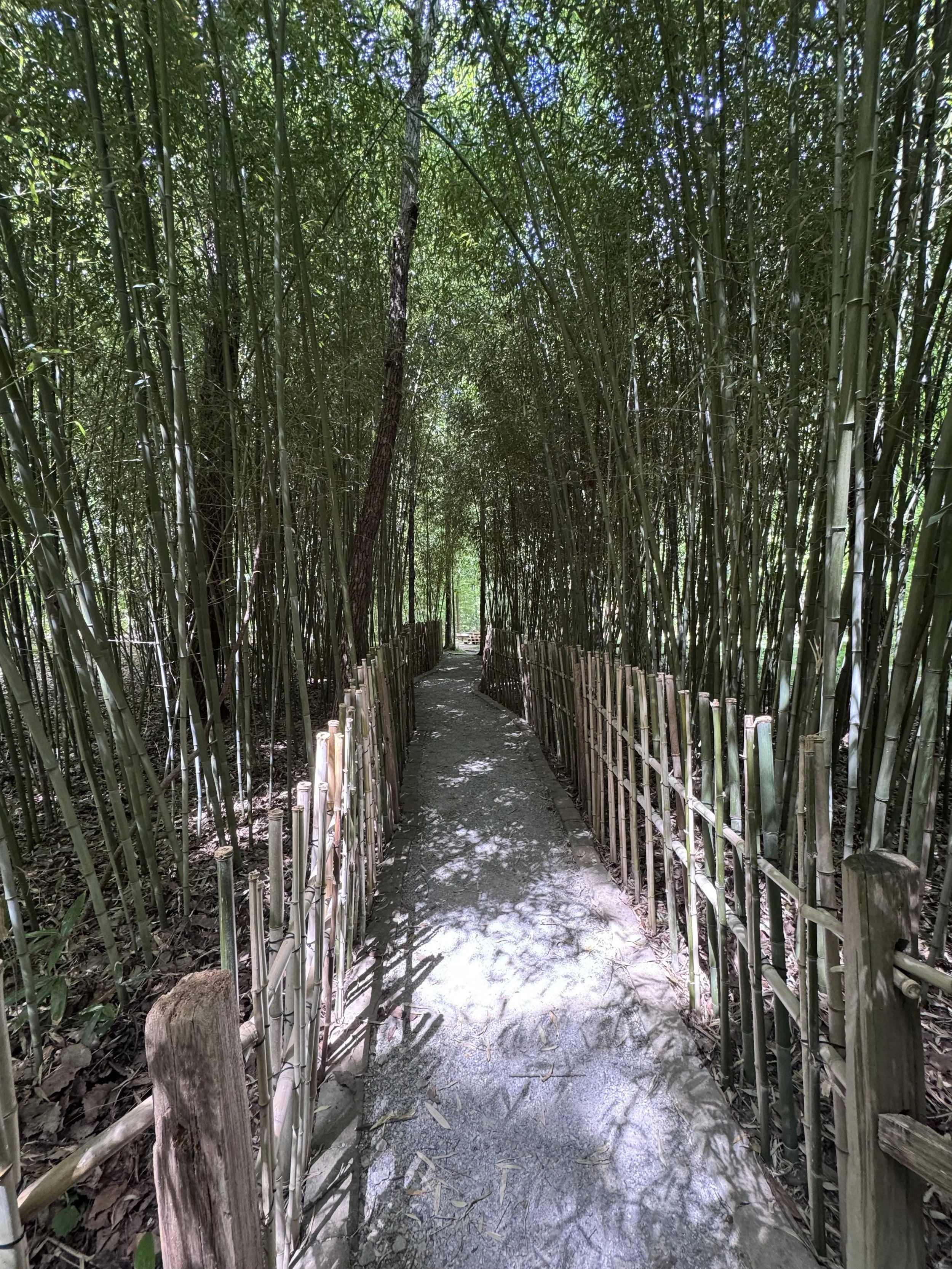 Bamboo walkway.jpeg