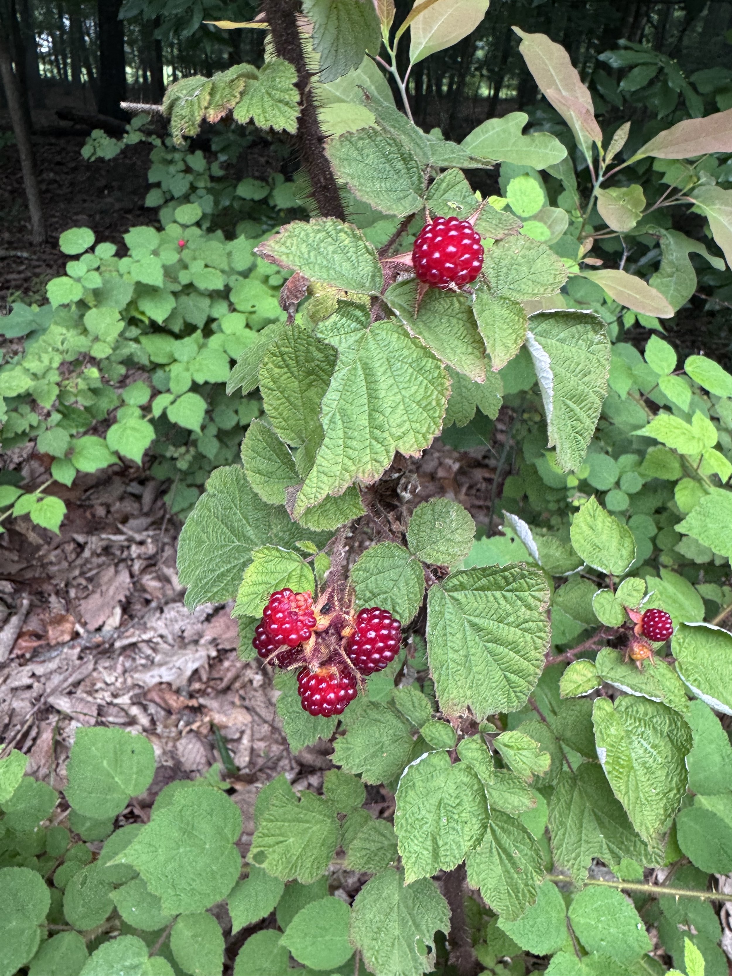 Raspberries.jpeg
