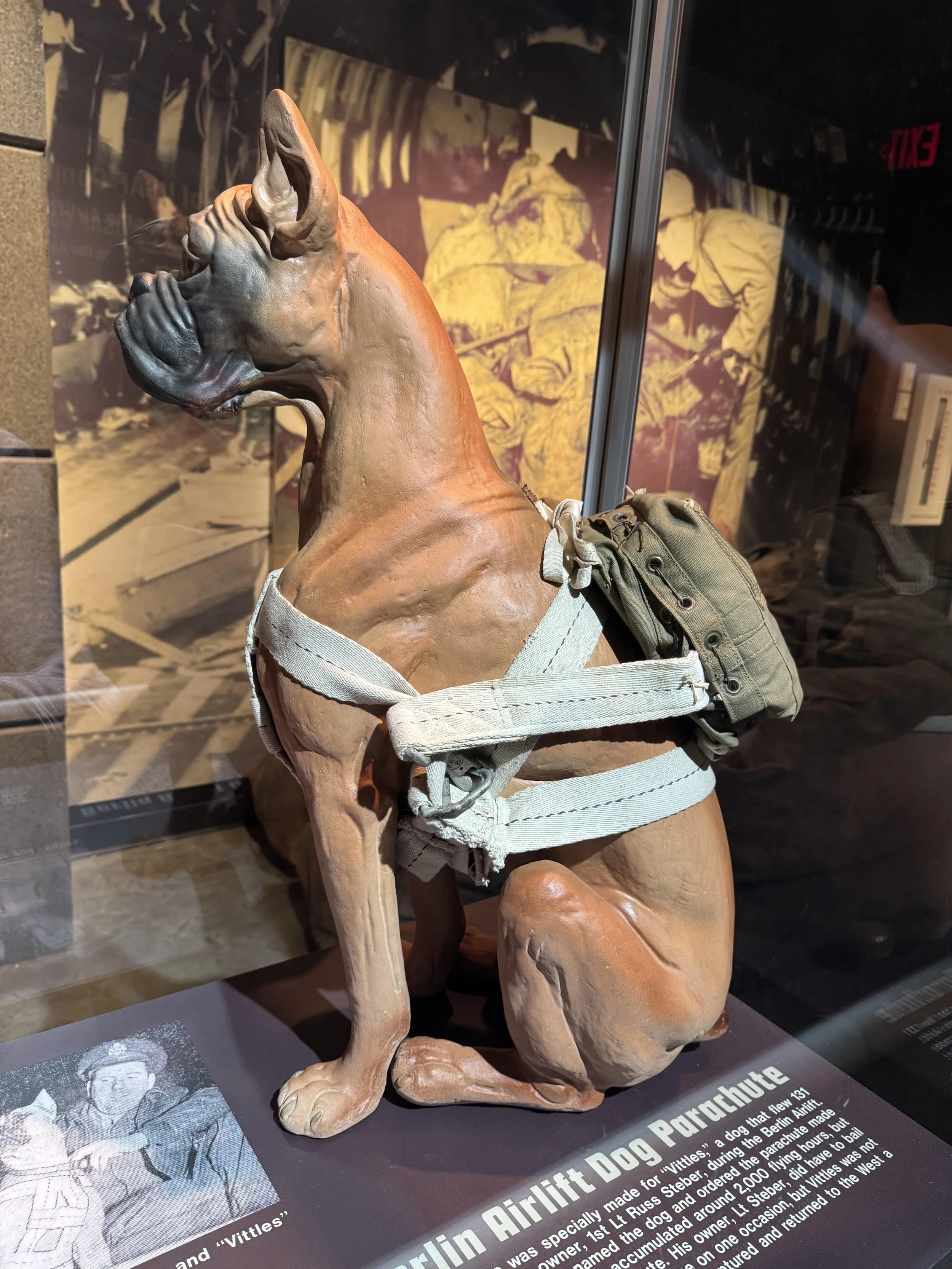 Berlin dog.jpg