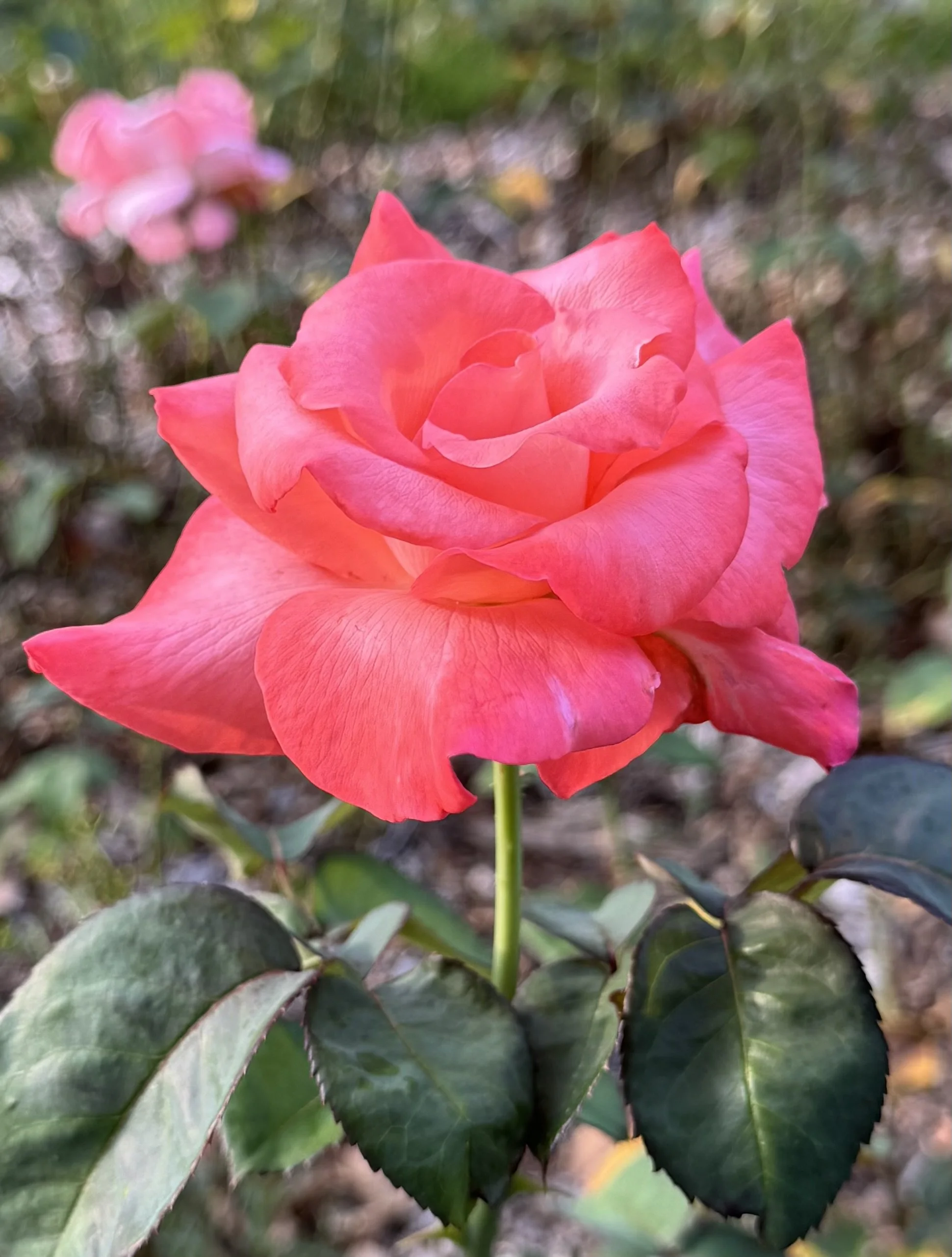 Rose close up.jpeg