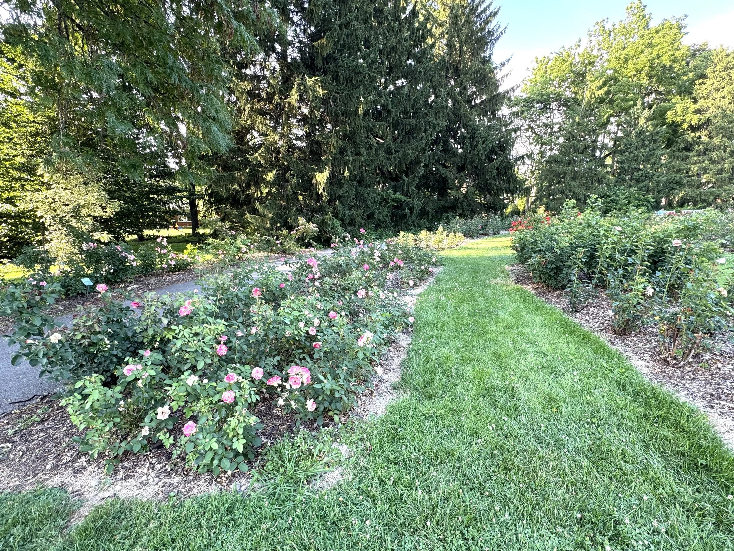 Rows of roses.jpeg