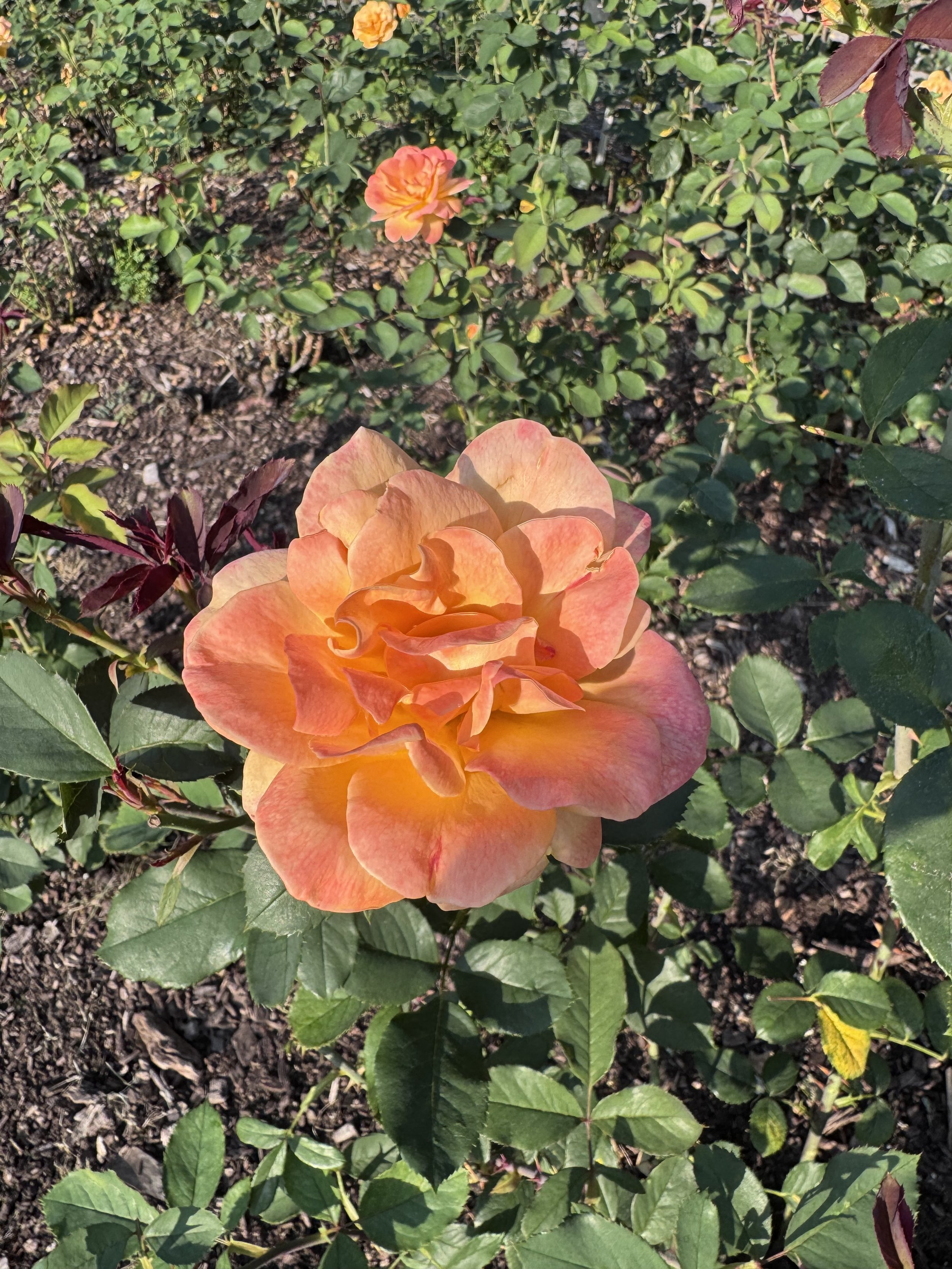Peach rose.jpeg