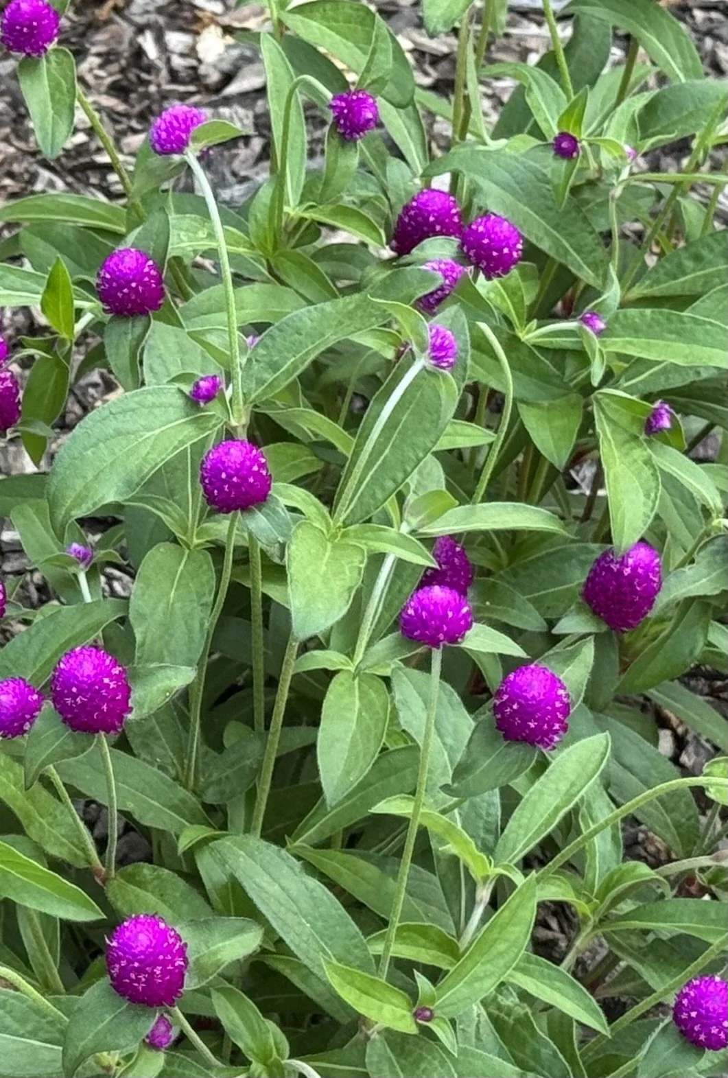 Purple bush flowers.jpeg