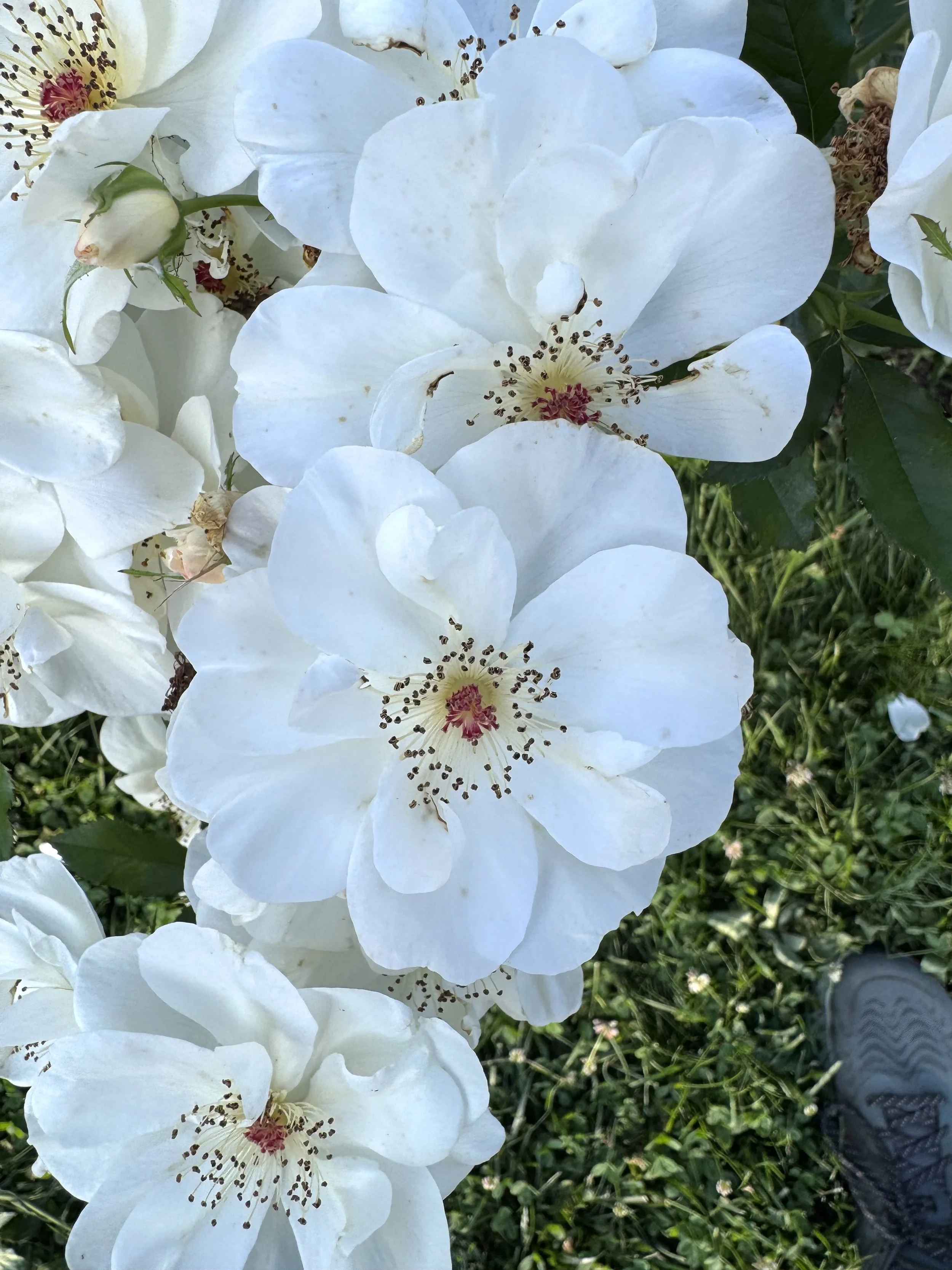 White flowers.jpeg