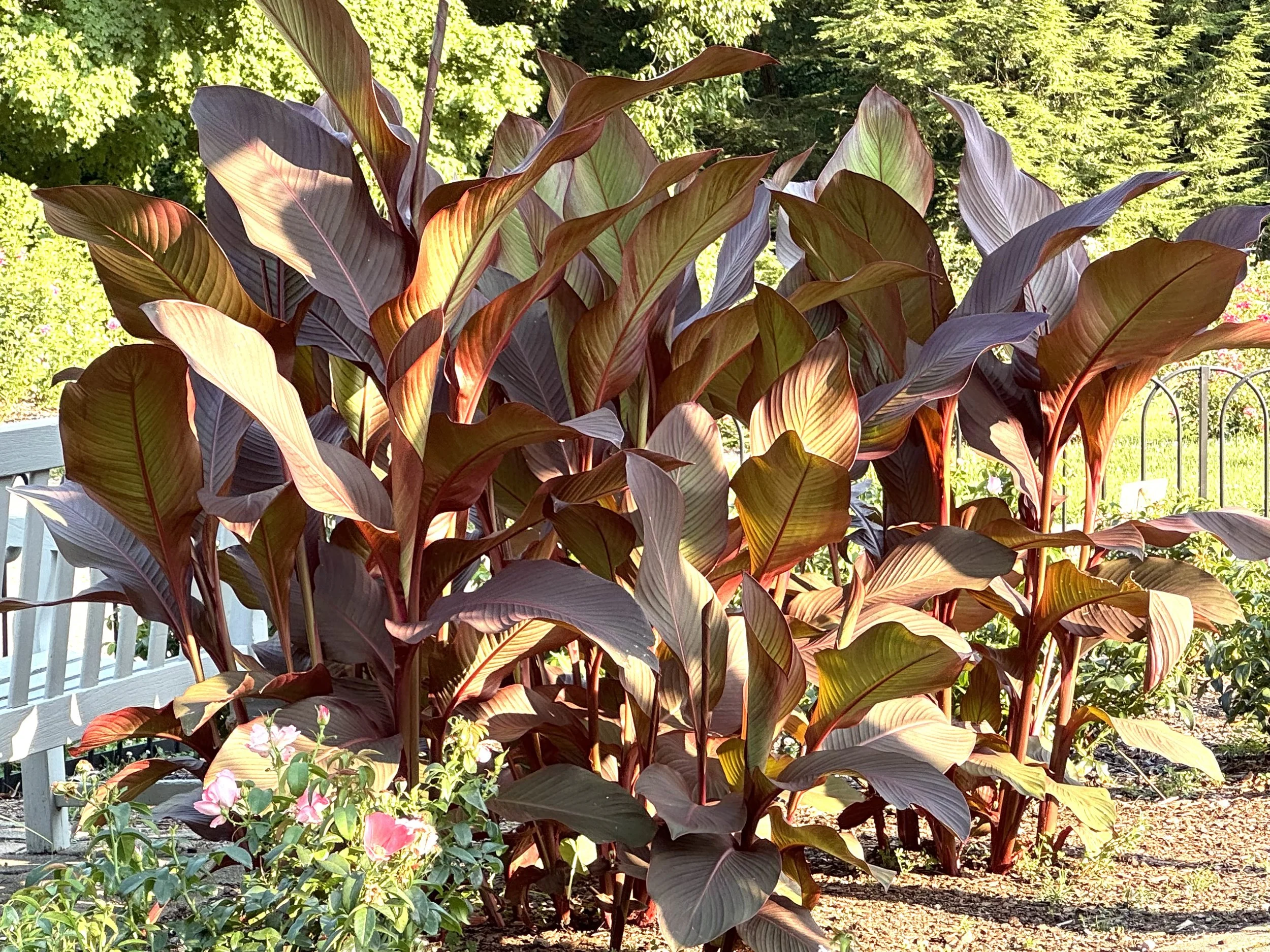 Banana plant.jpeg