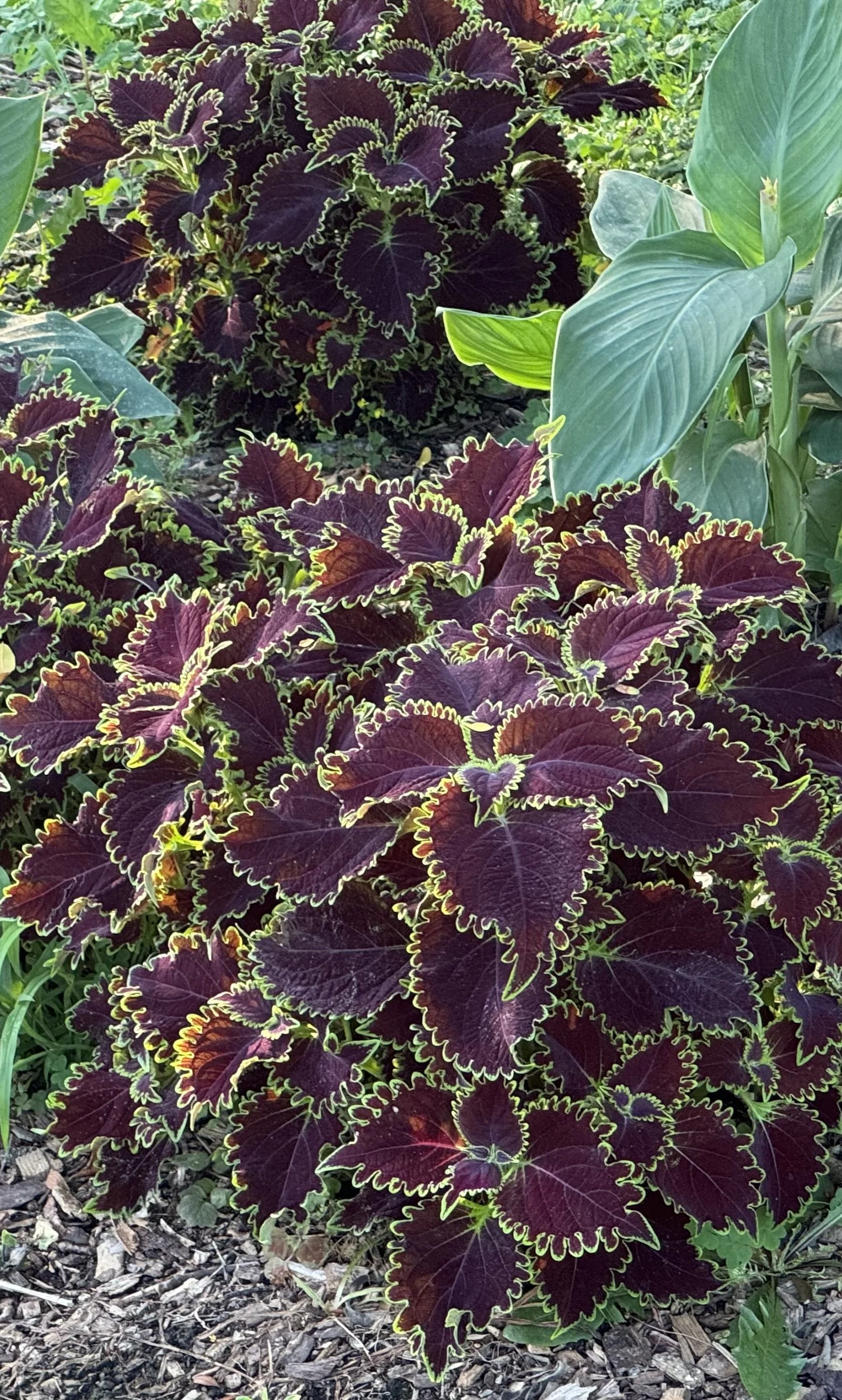 Gorgeous coleus.jpeg