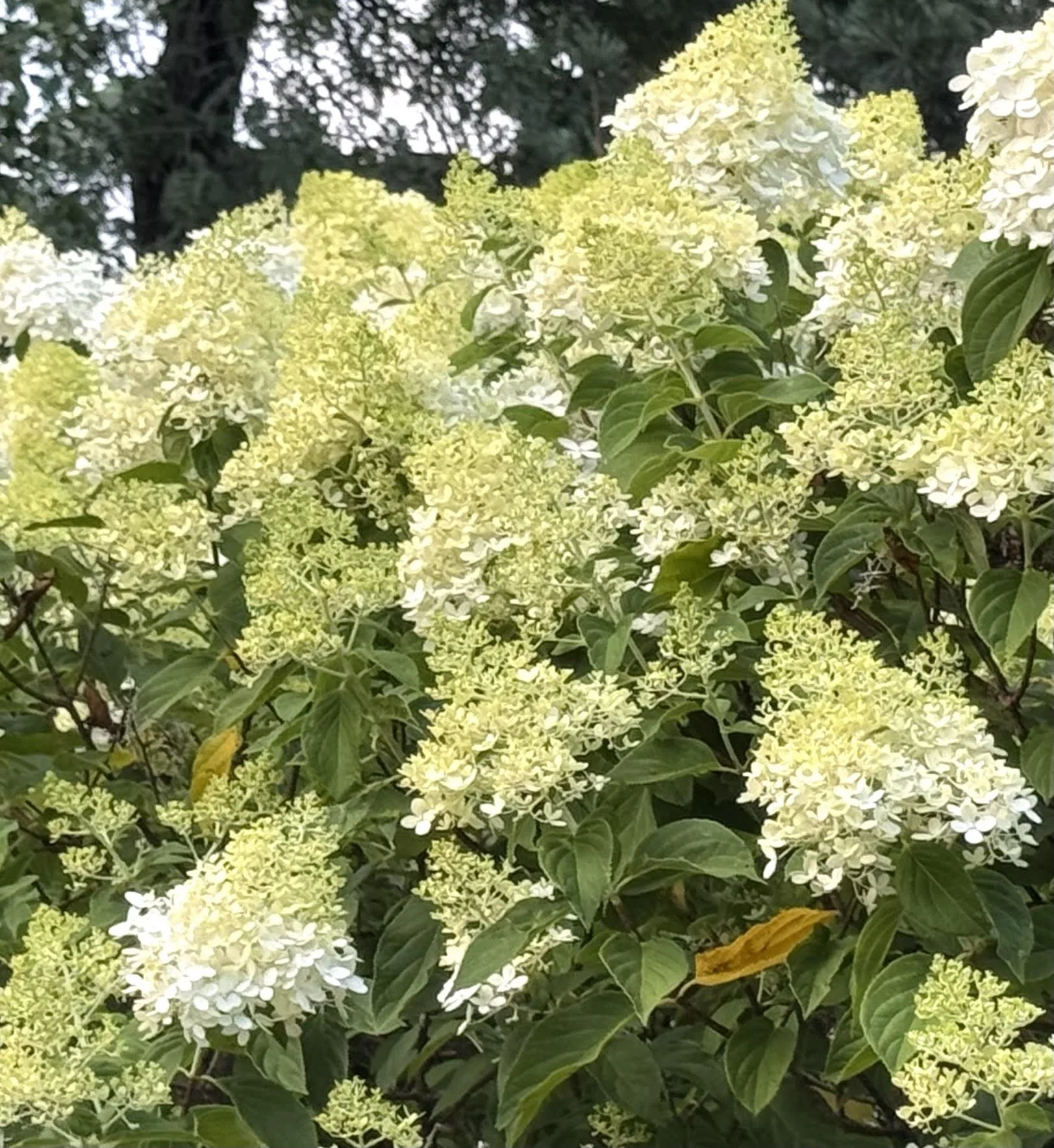Big white bush flowers.jpg