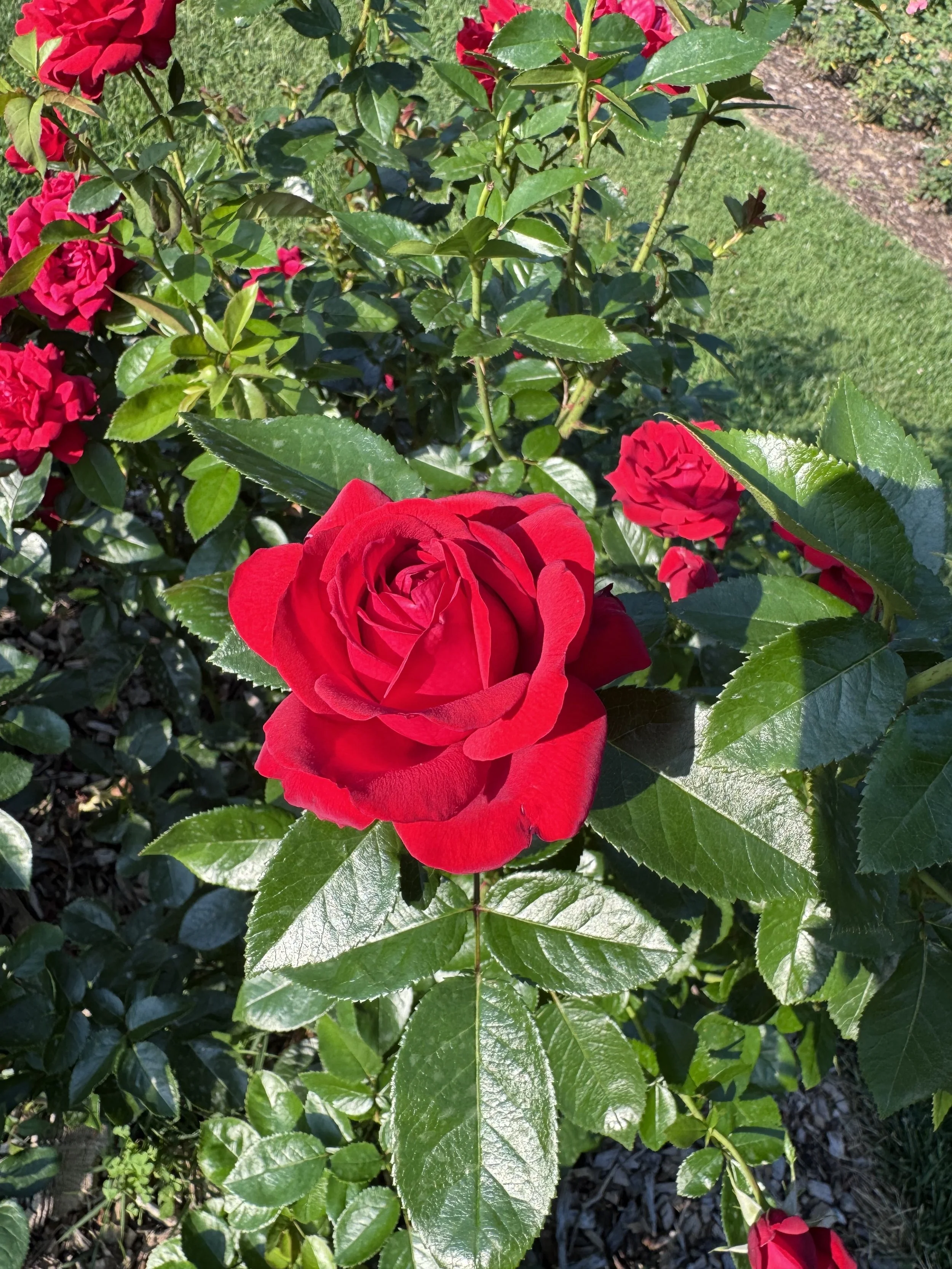 Red rose.jpeg