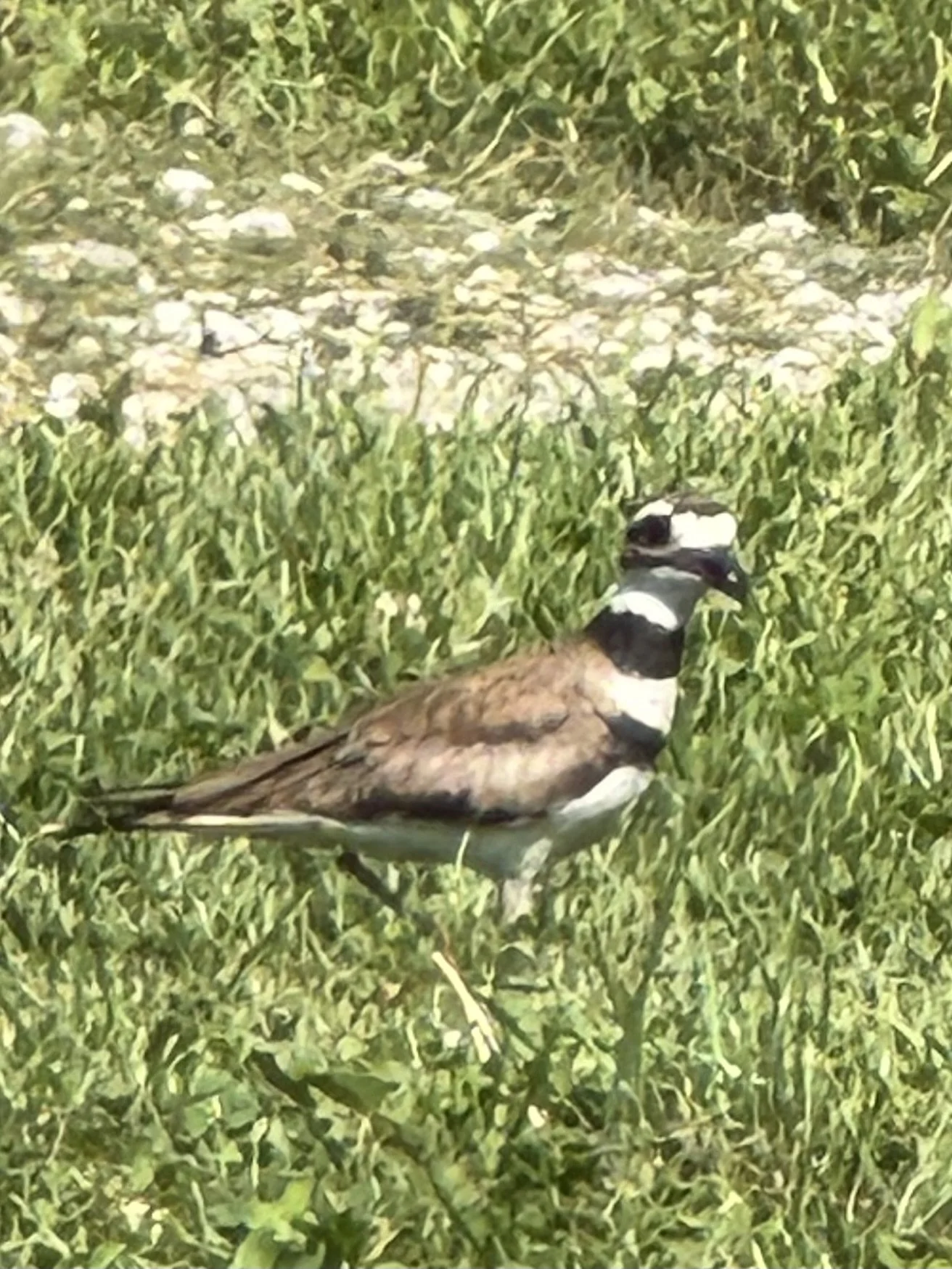 Killdeer 2.jpeg