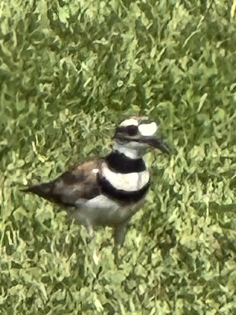Killdeer .jpeg