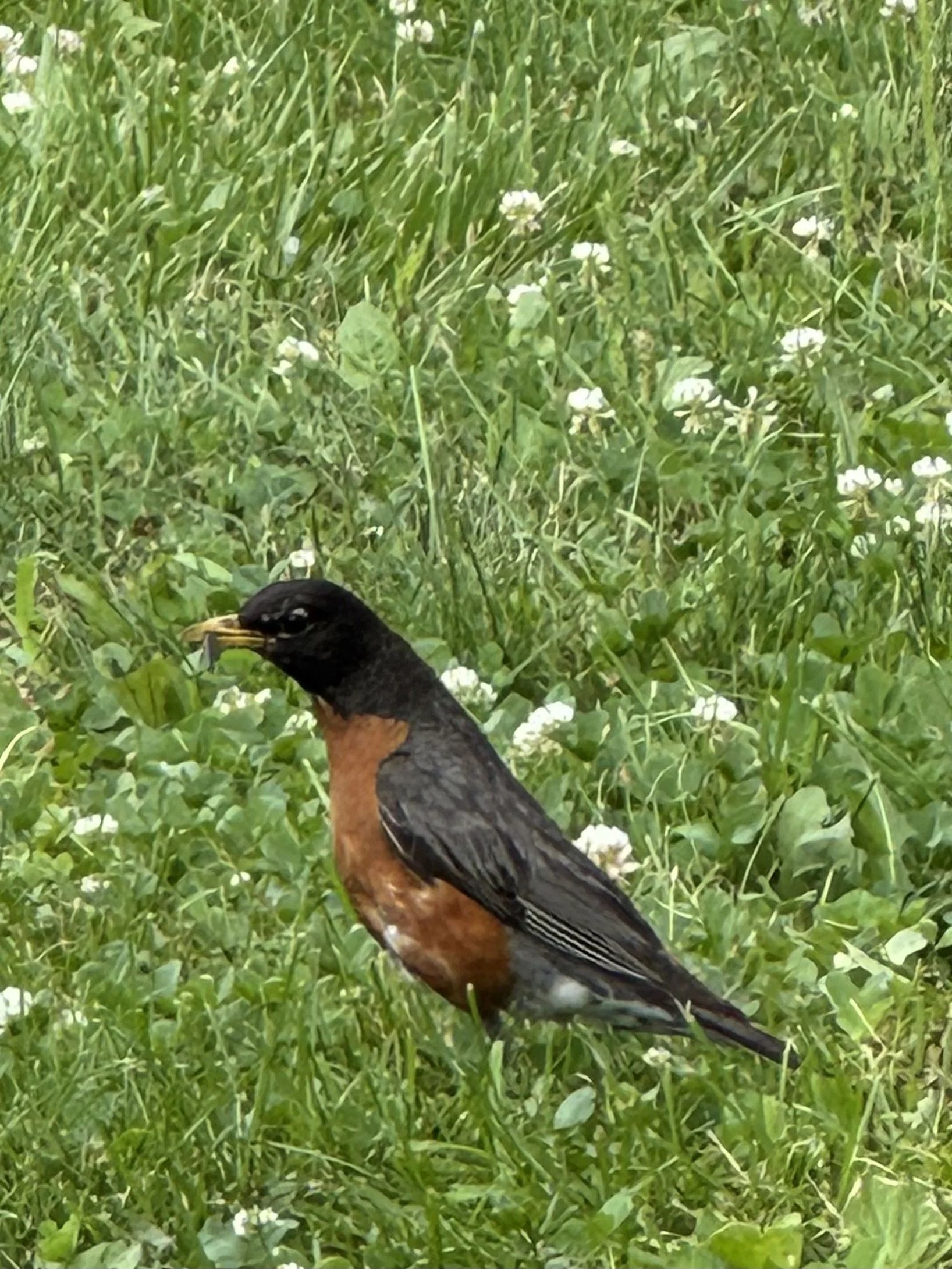 Robin 2.jpeg