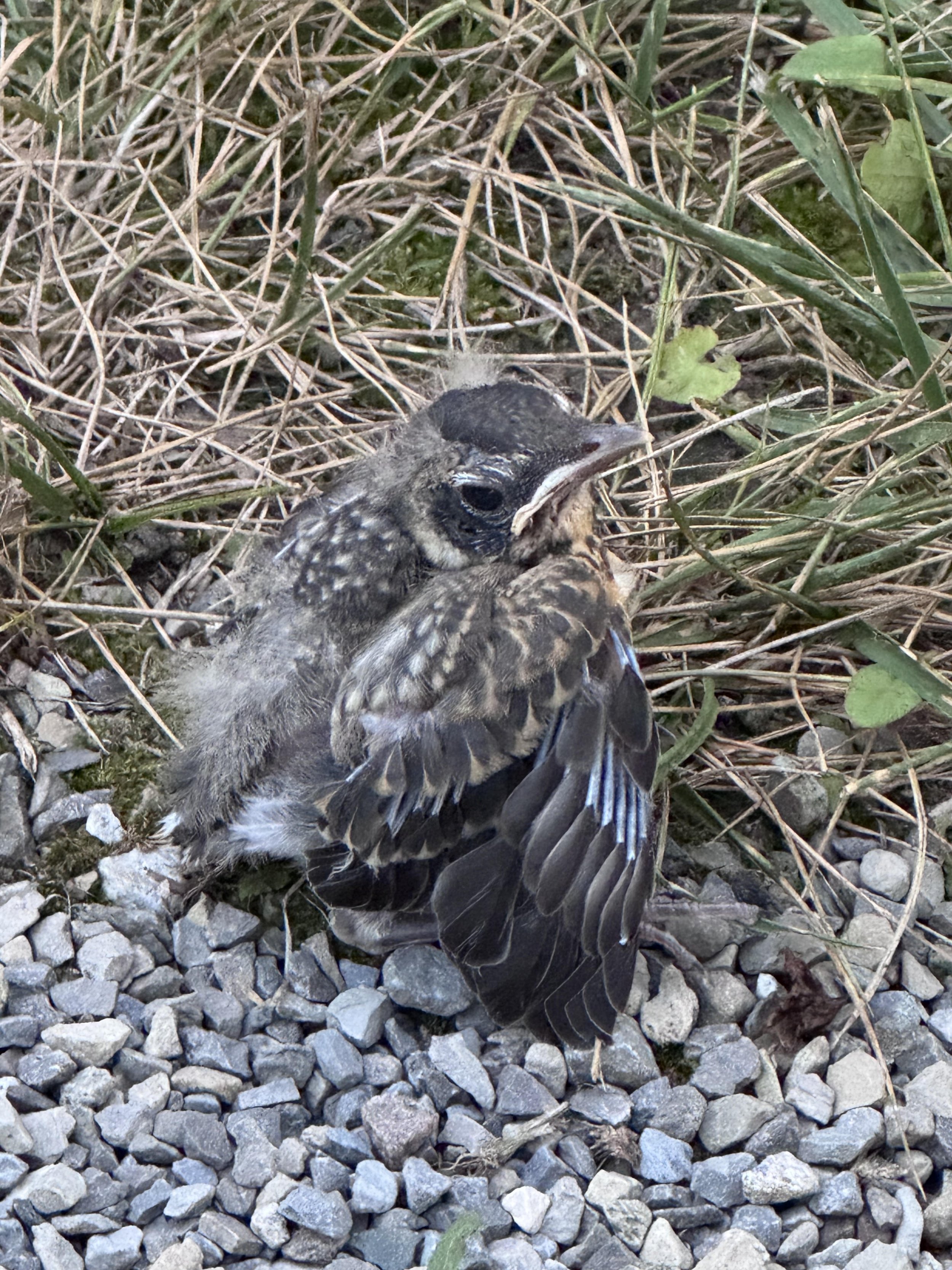 Misc bird.jpg