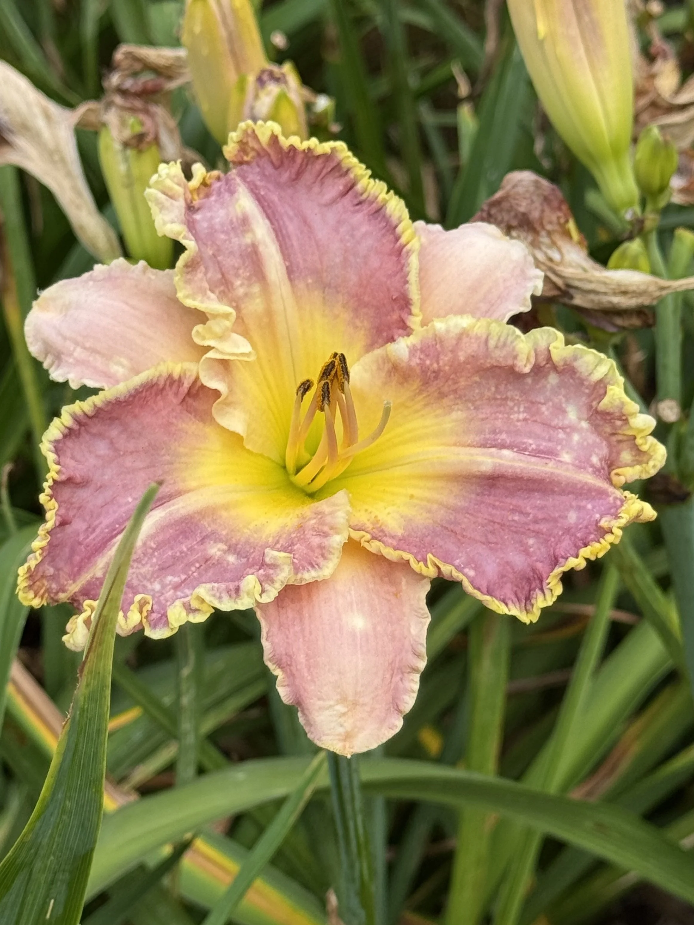 Gorgeous flower!!.jpeg