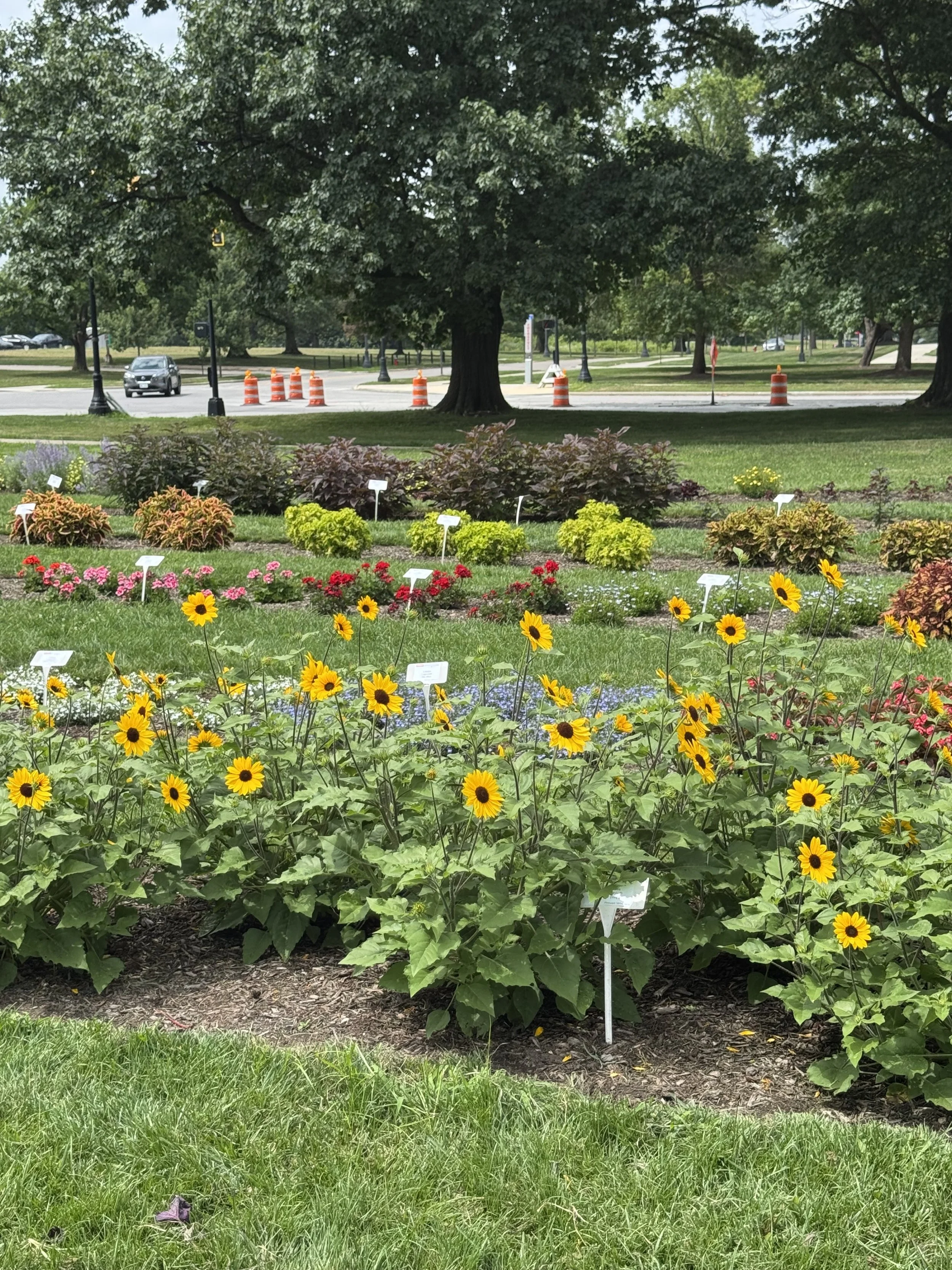 Flower rows.jpeg