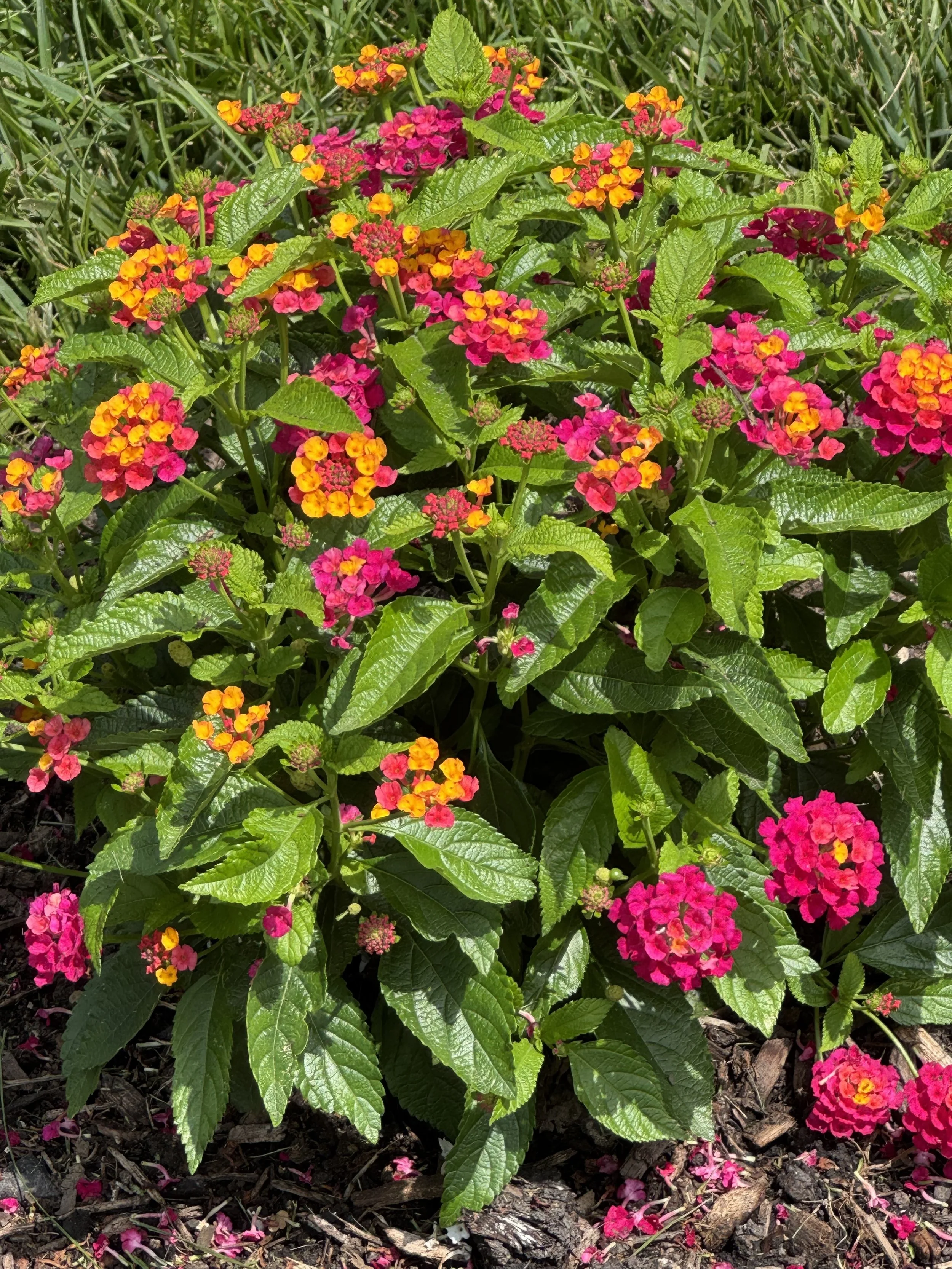 Lantana.jpeg