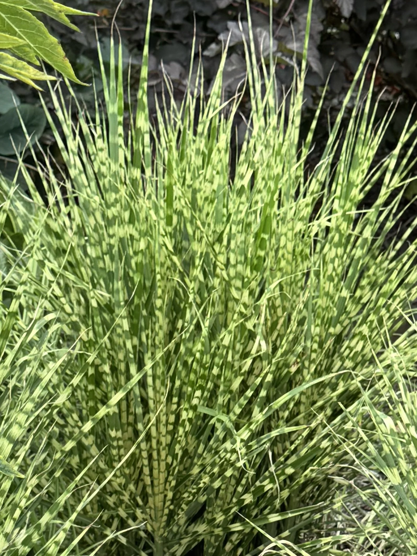 Green striped plant.jpeg