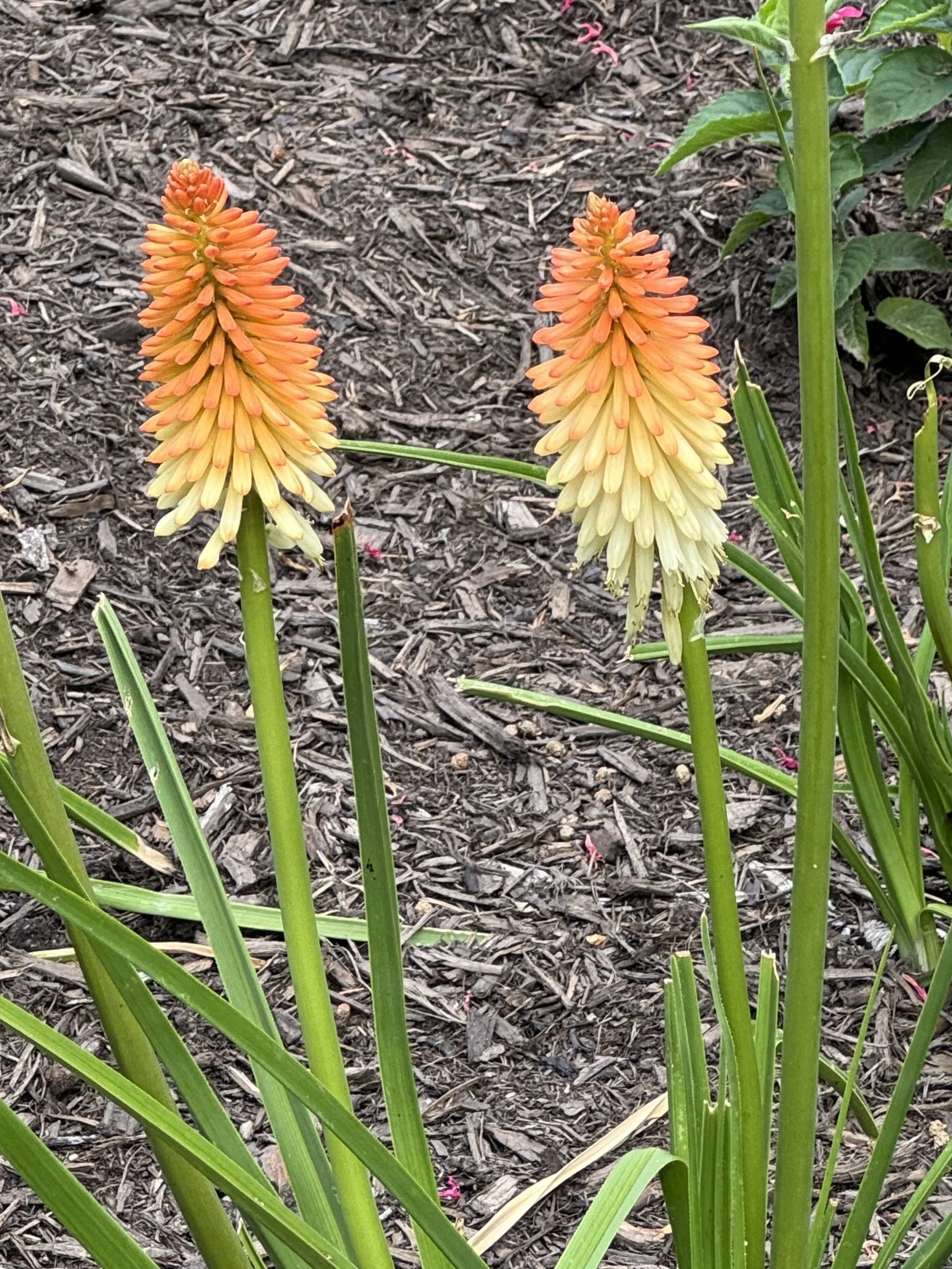 Orange and yellow tall flowers.jpeg