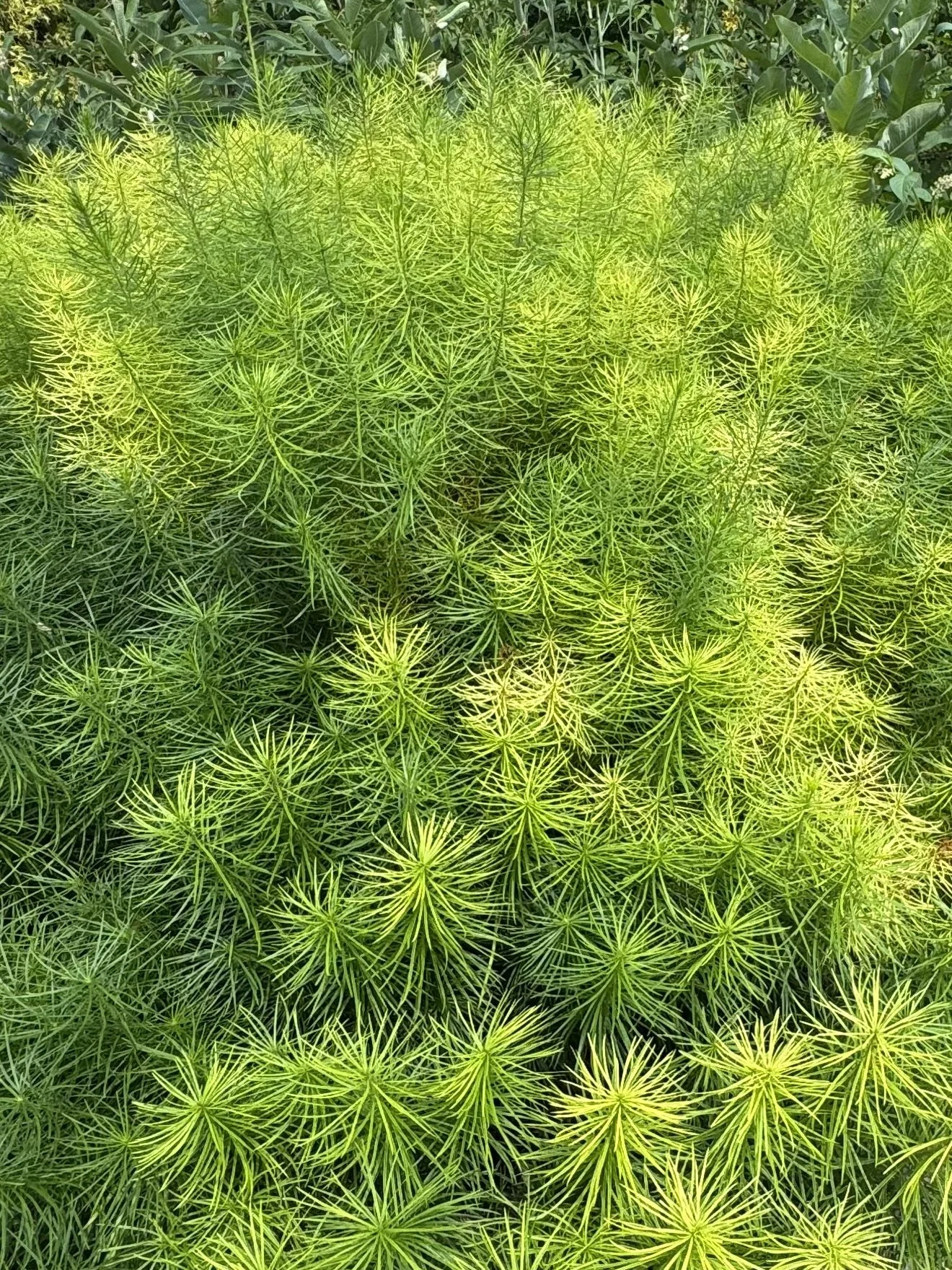 Pretty green plant, bushy leaves.jpeg