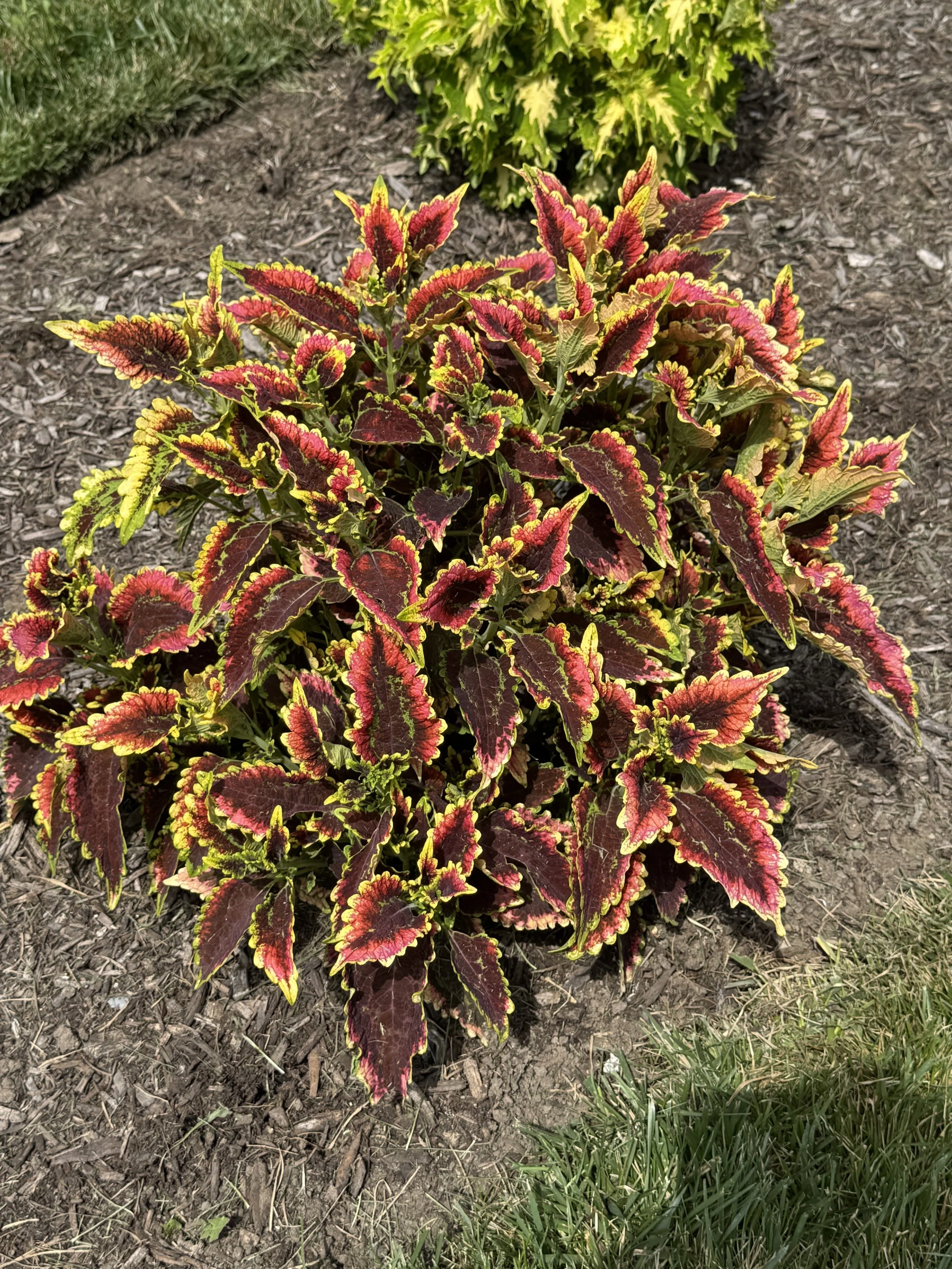 Coleus.jpeg