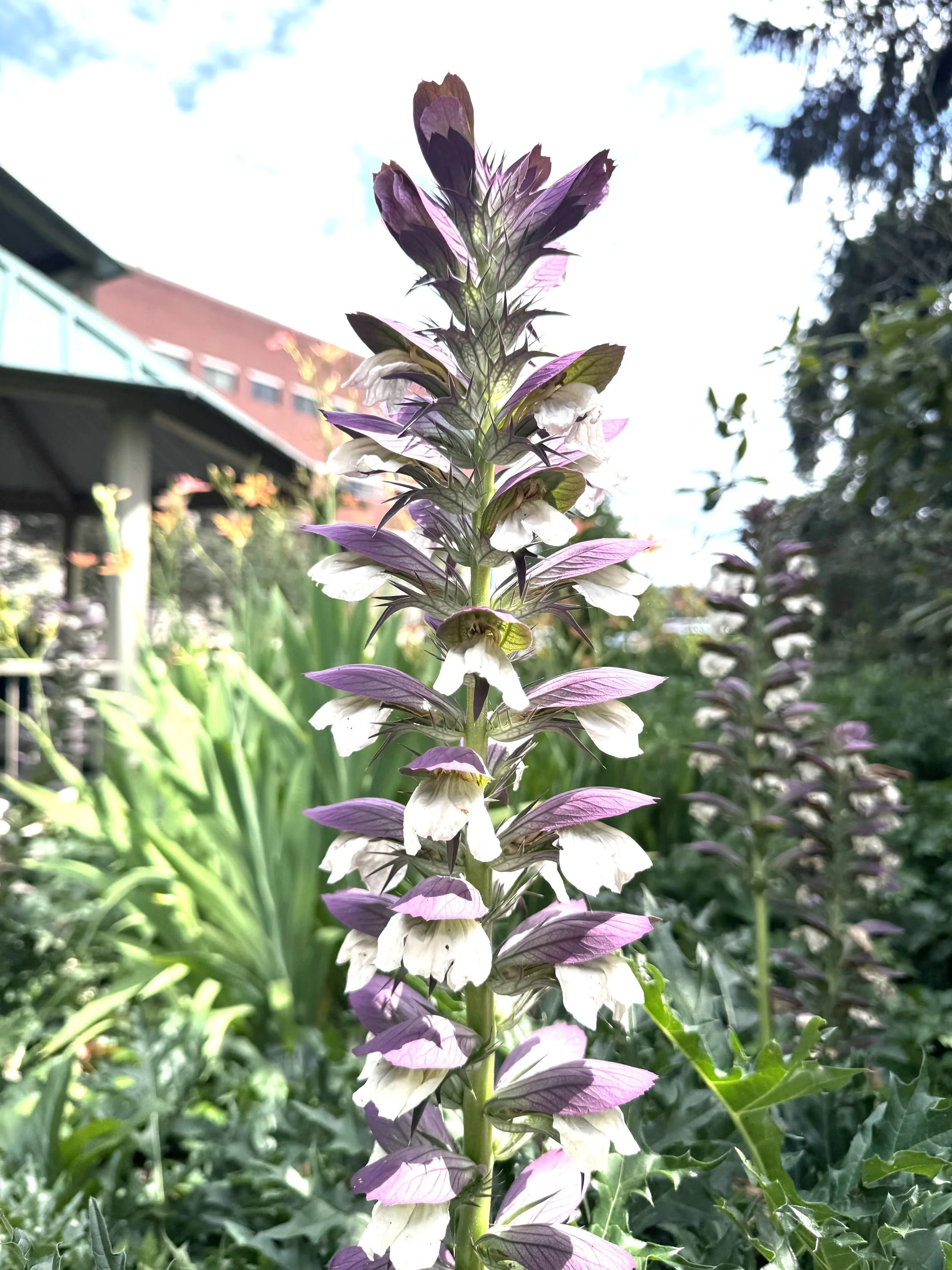 Purple gladiola.jpeg