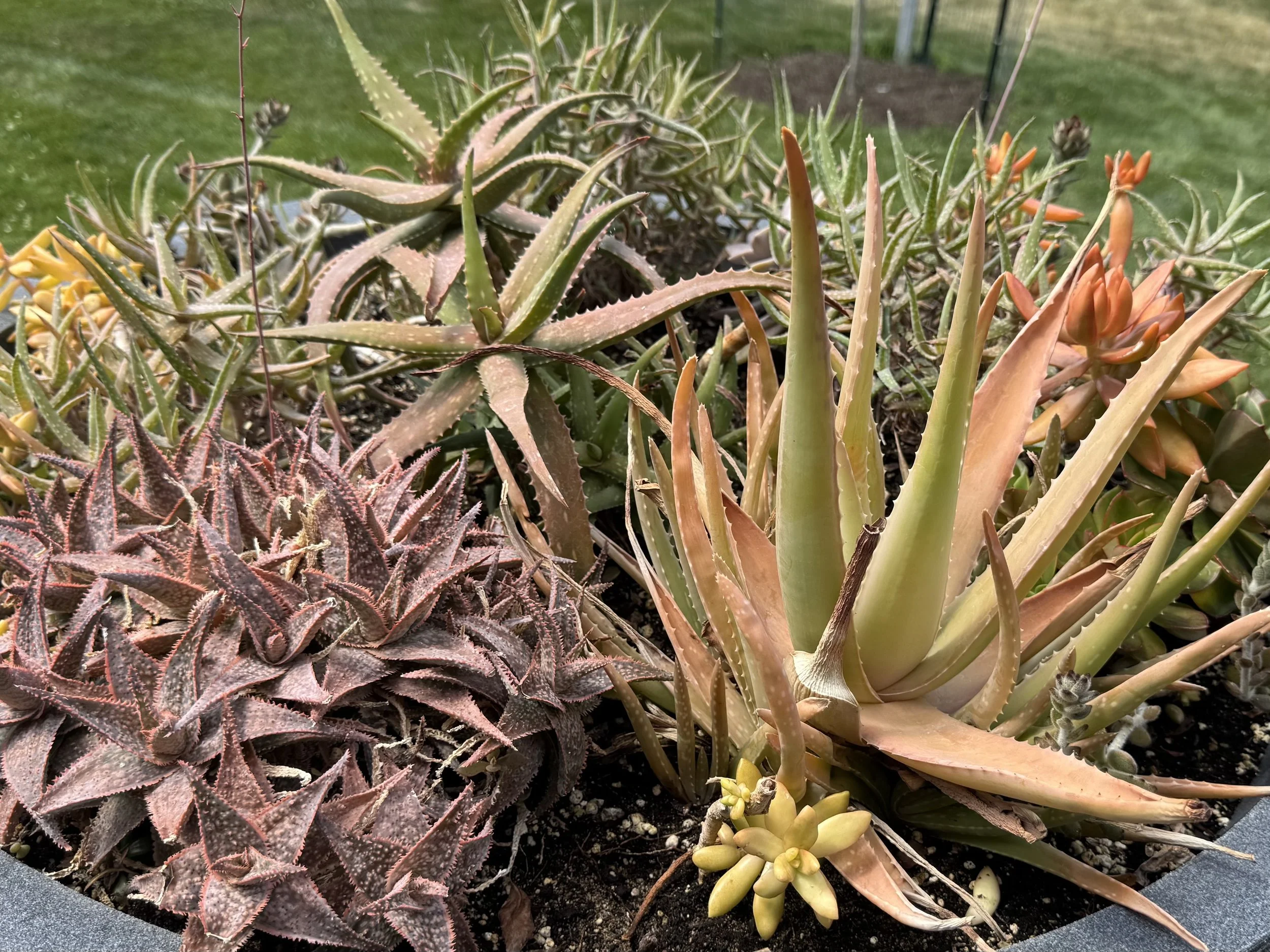 Succulants.jpeg