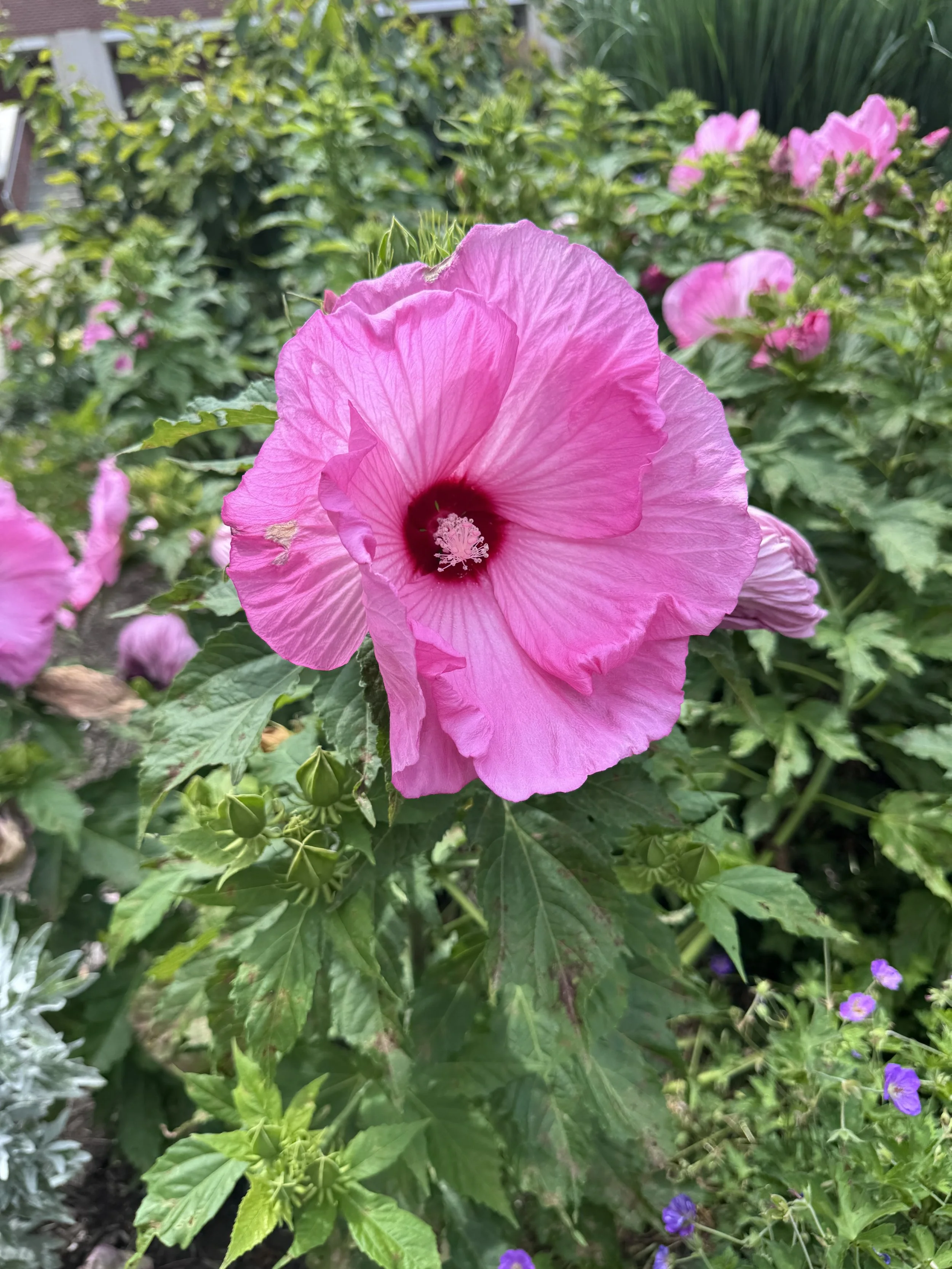 Pink hibiscus.jpeg