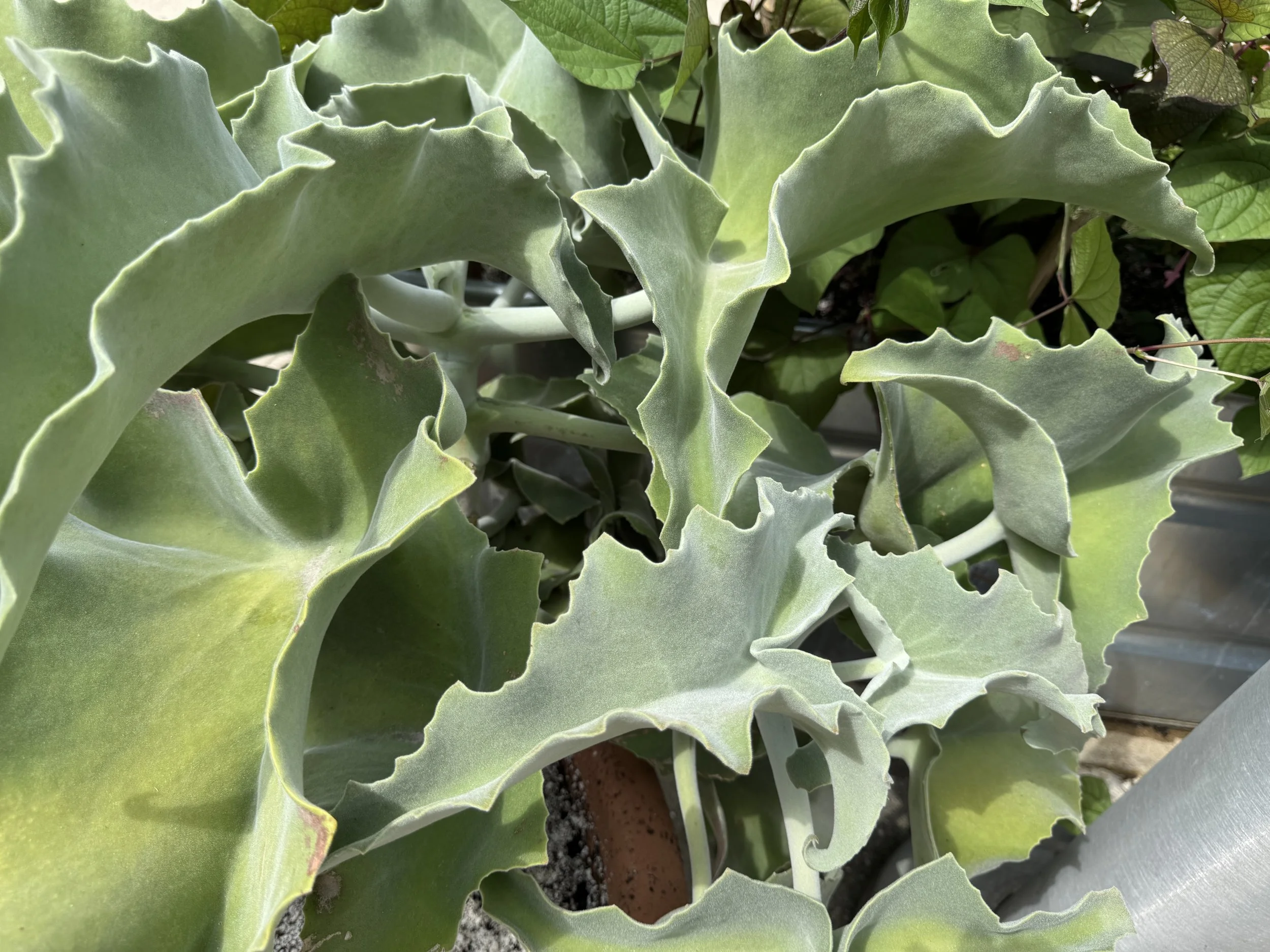Unique green leaves.jpeg