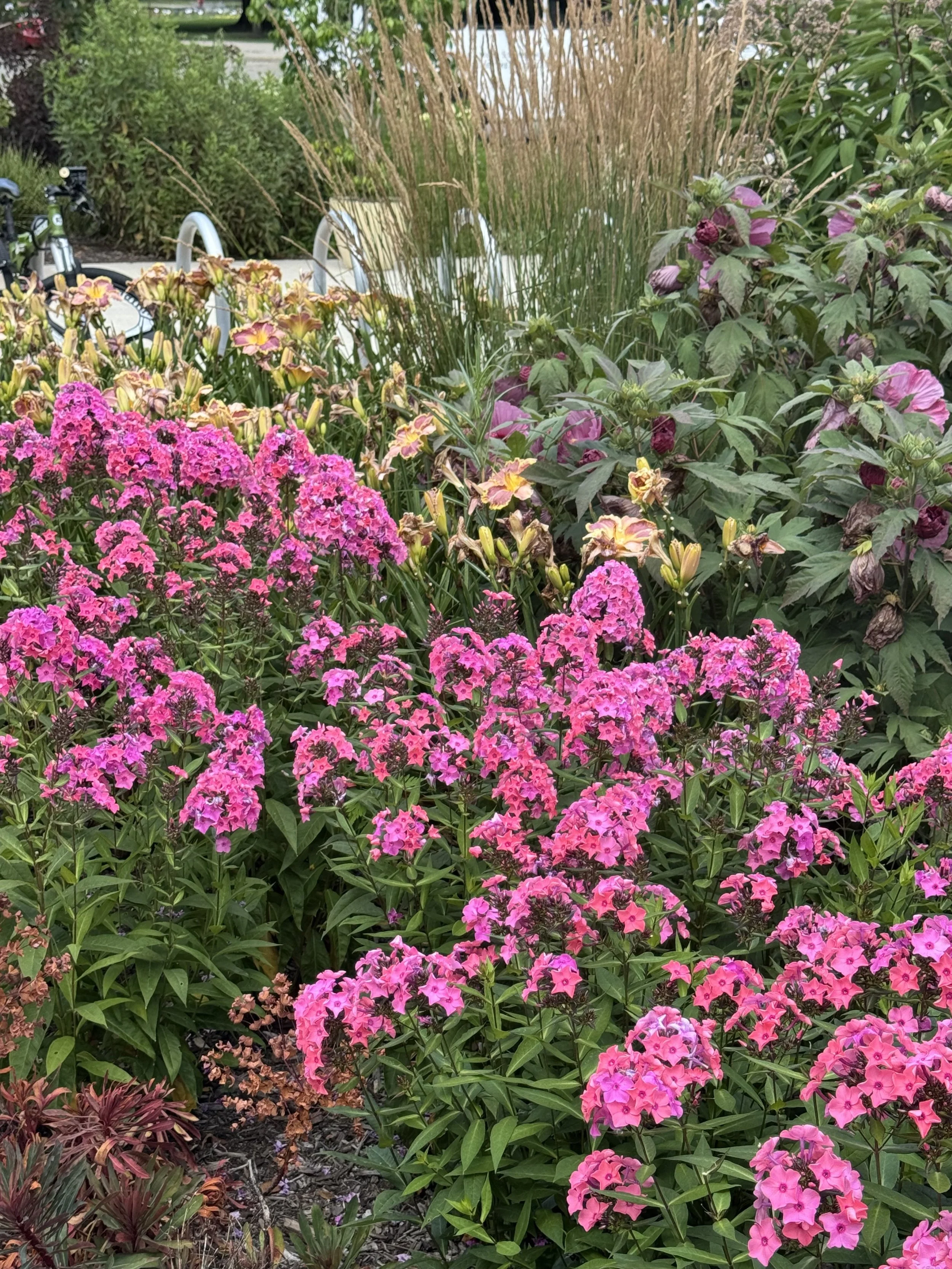 Pink flower beds.jpeg