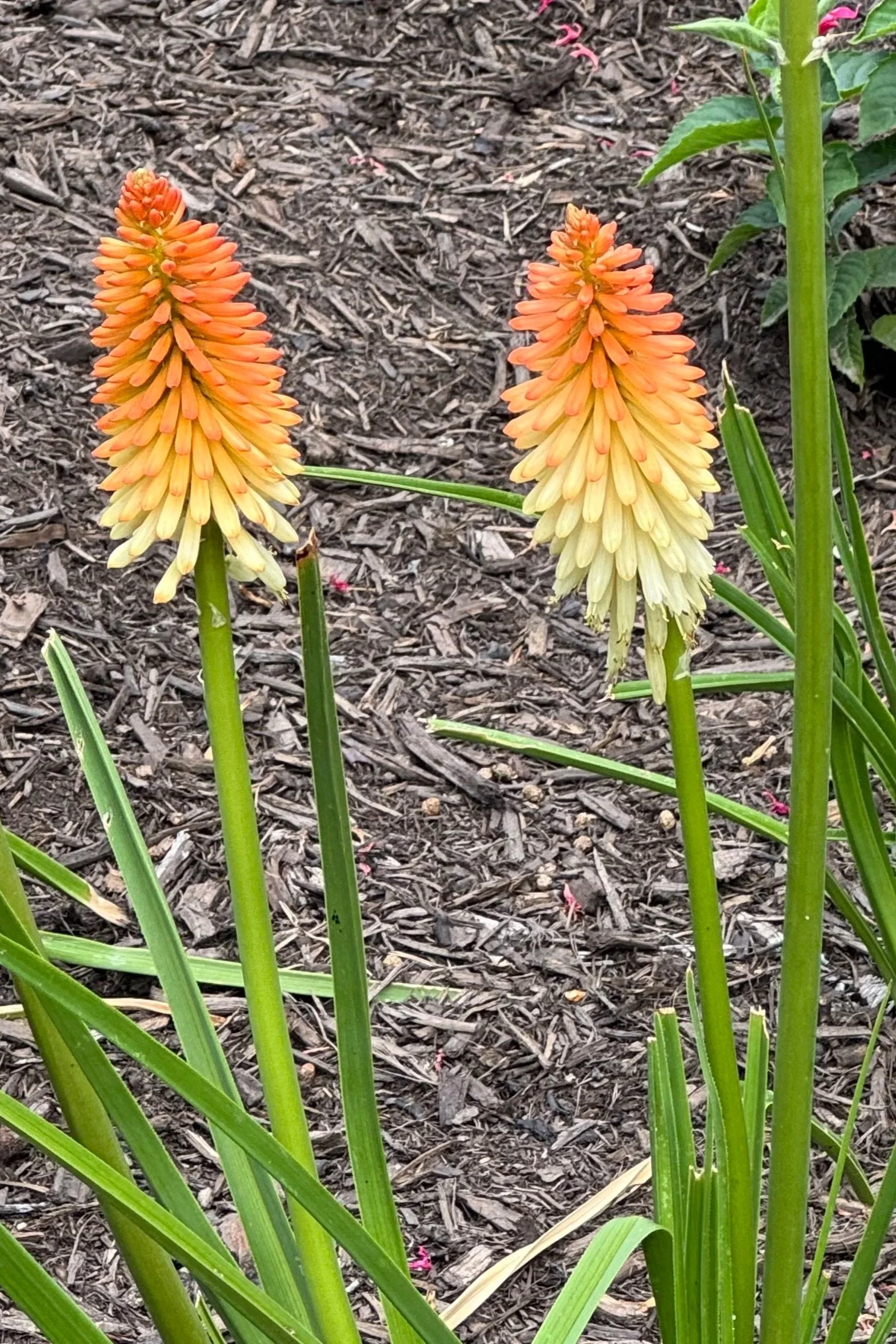 The Chadwick Arboretum and Gardens