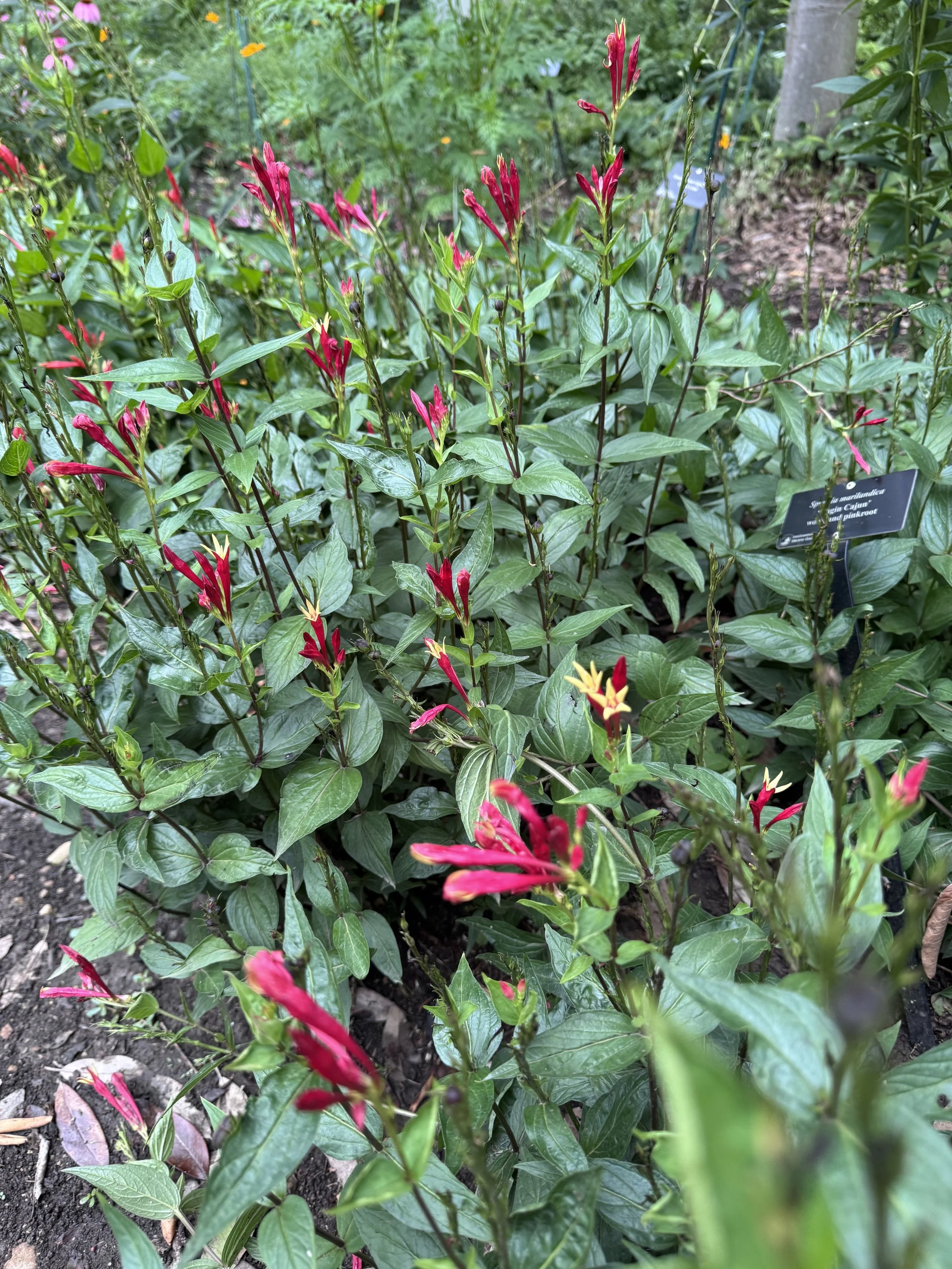 Red flowers.jpeg