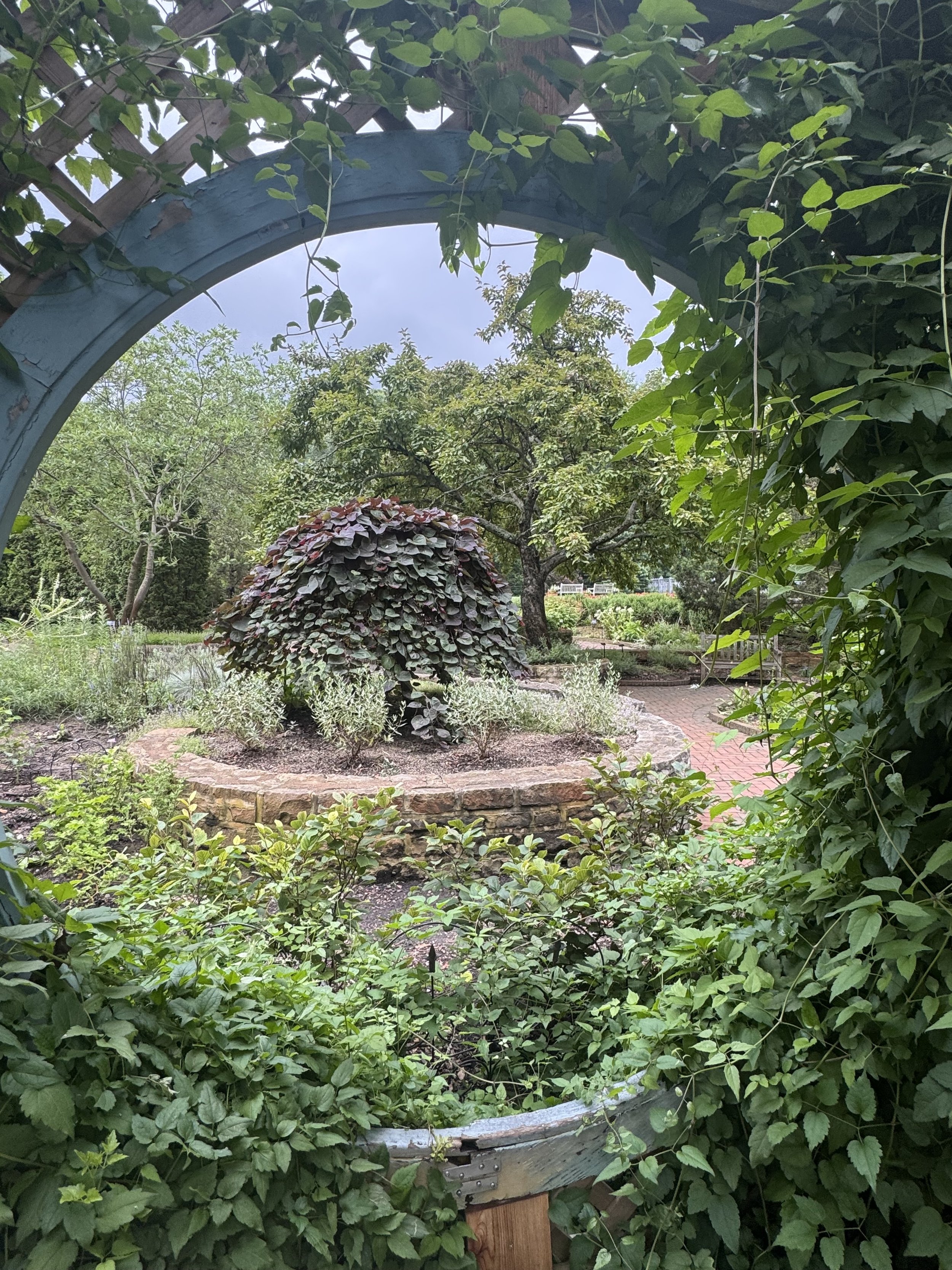 Trellis frame in the garden.jpeg