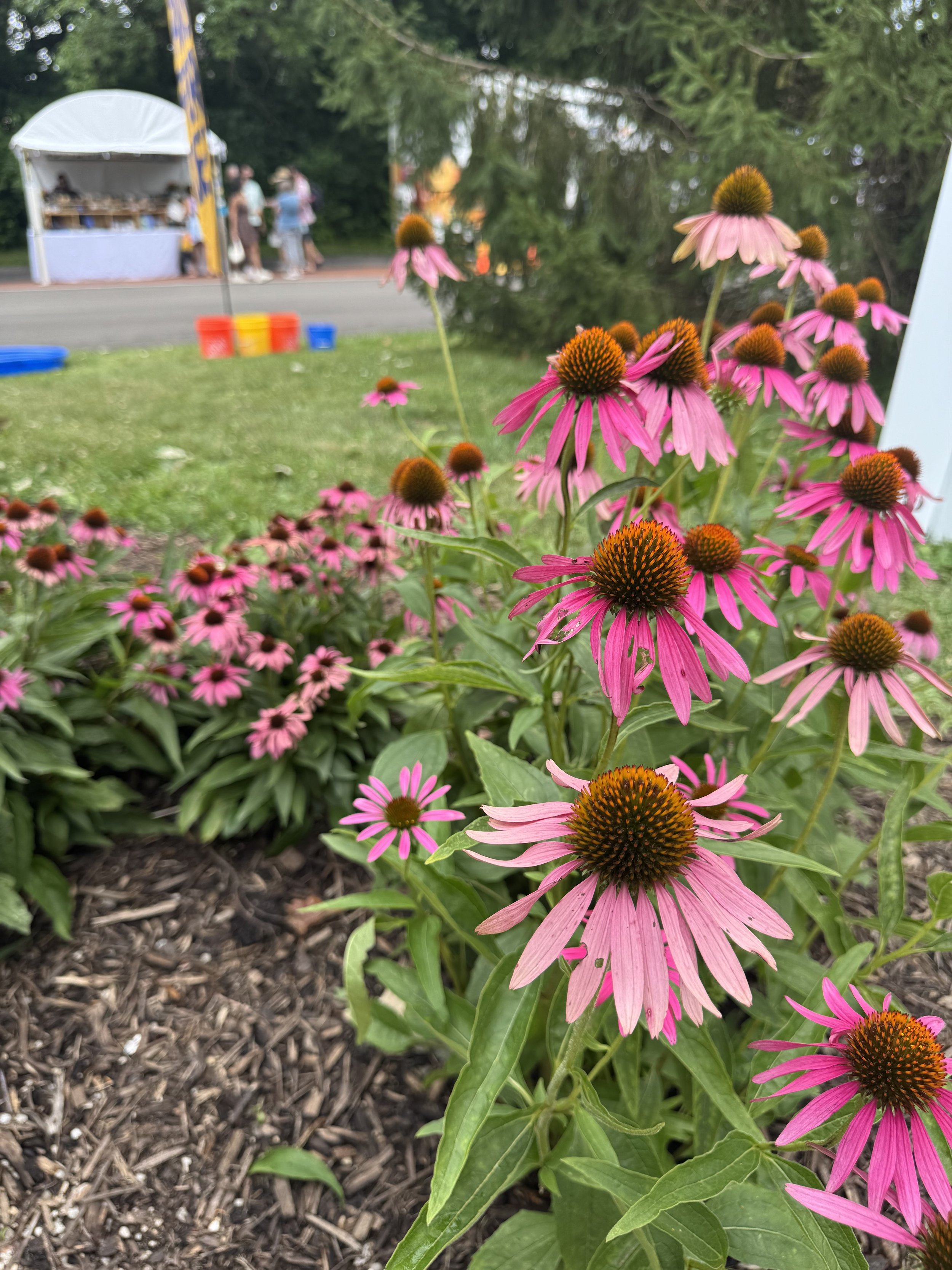 Big purple daisy flowers-like flowers.jpeg