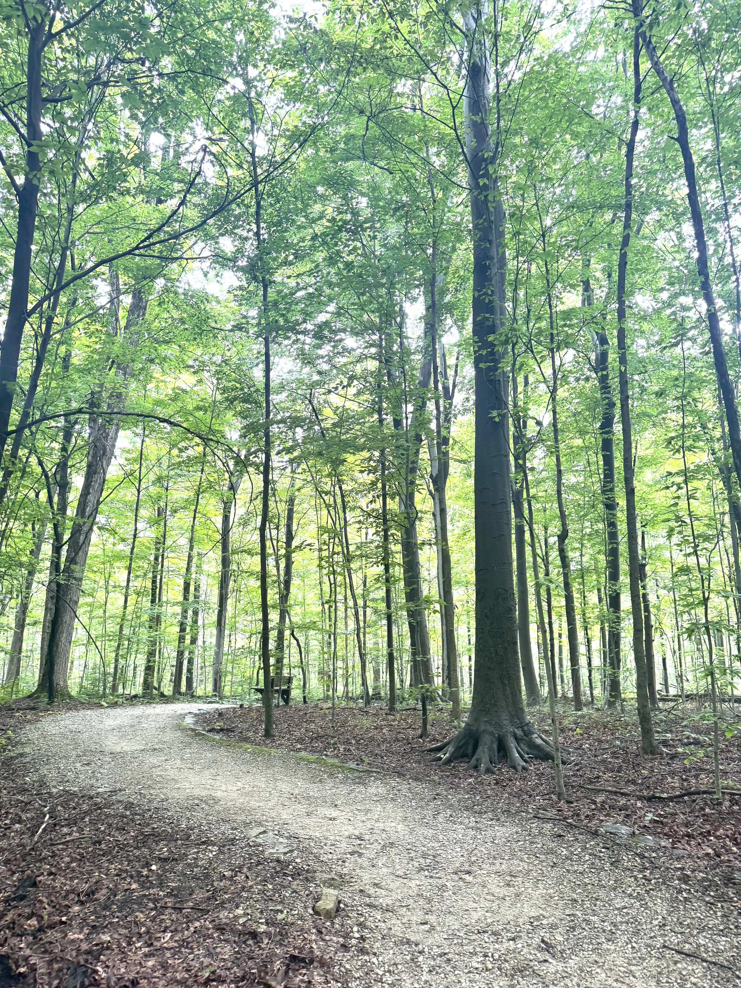 Lovely trail.jpeg