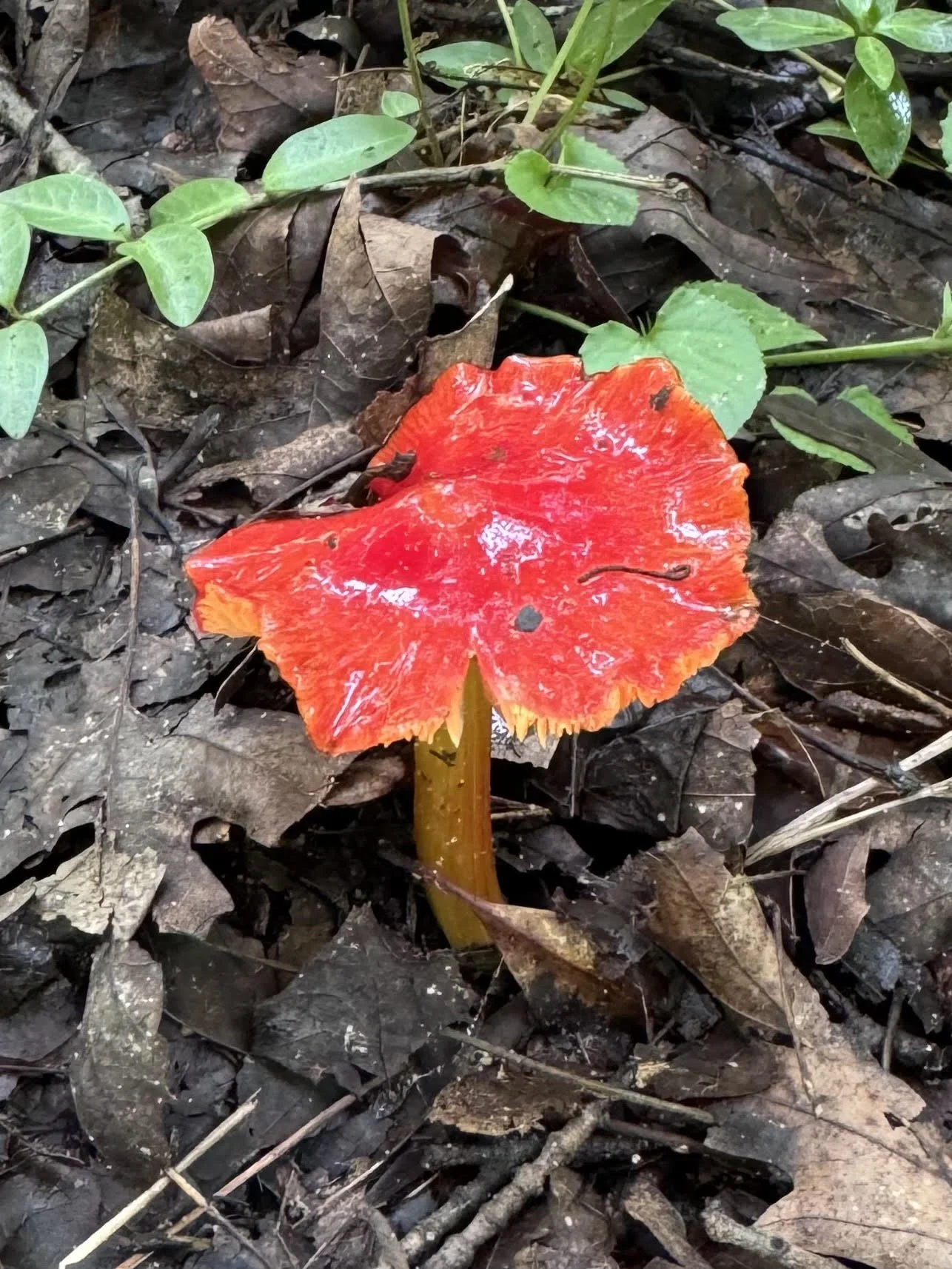 Red mushroom.jpg