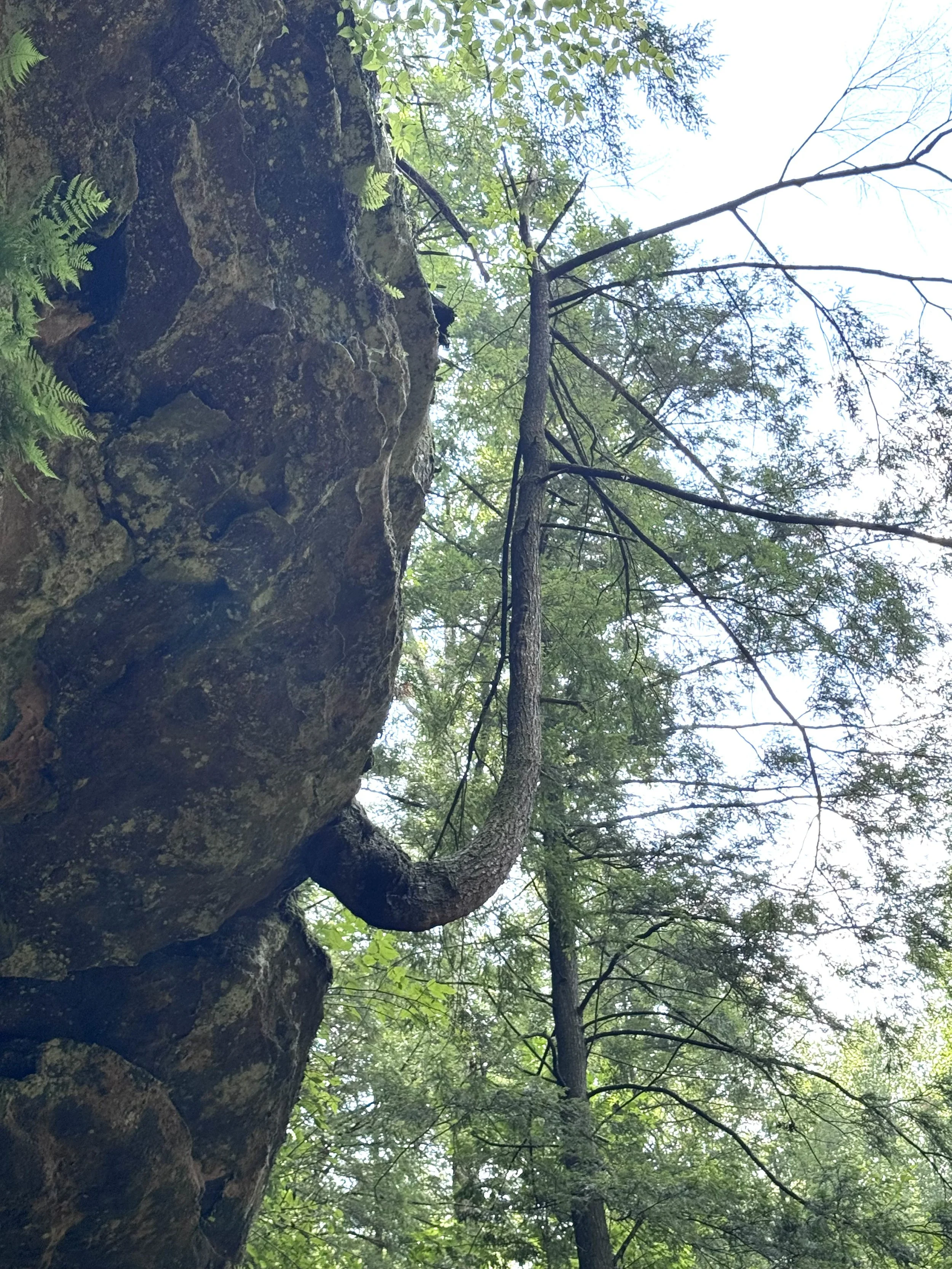 Funny looking tree.jpeg