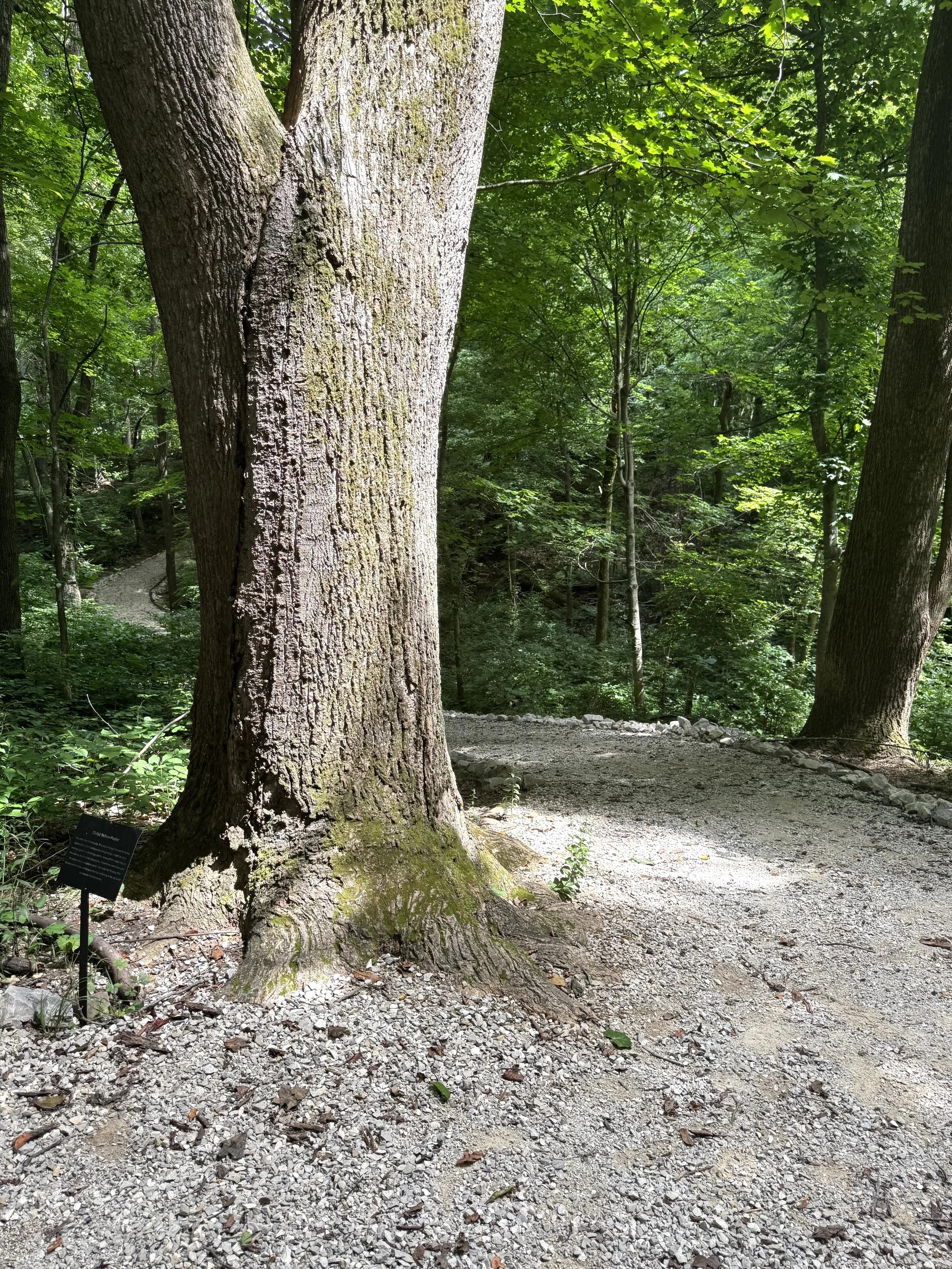 Trail 1.jpeg