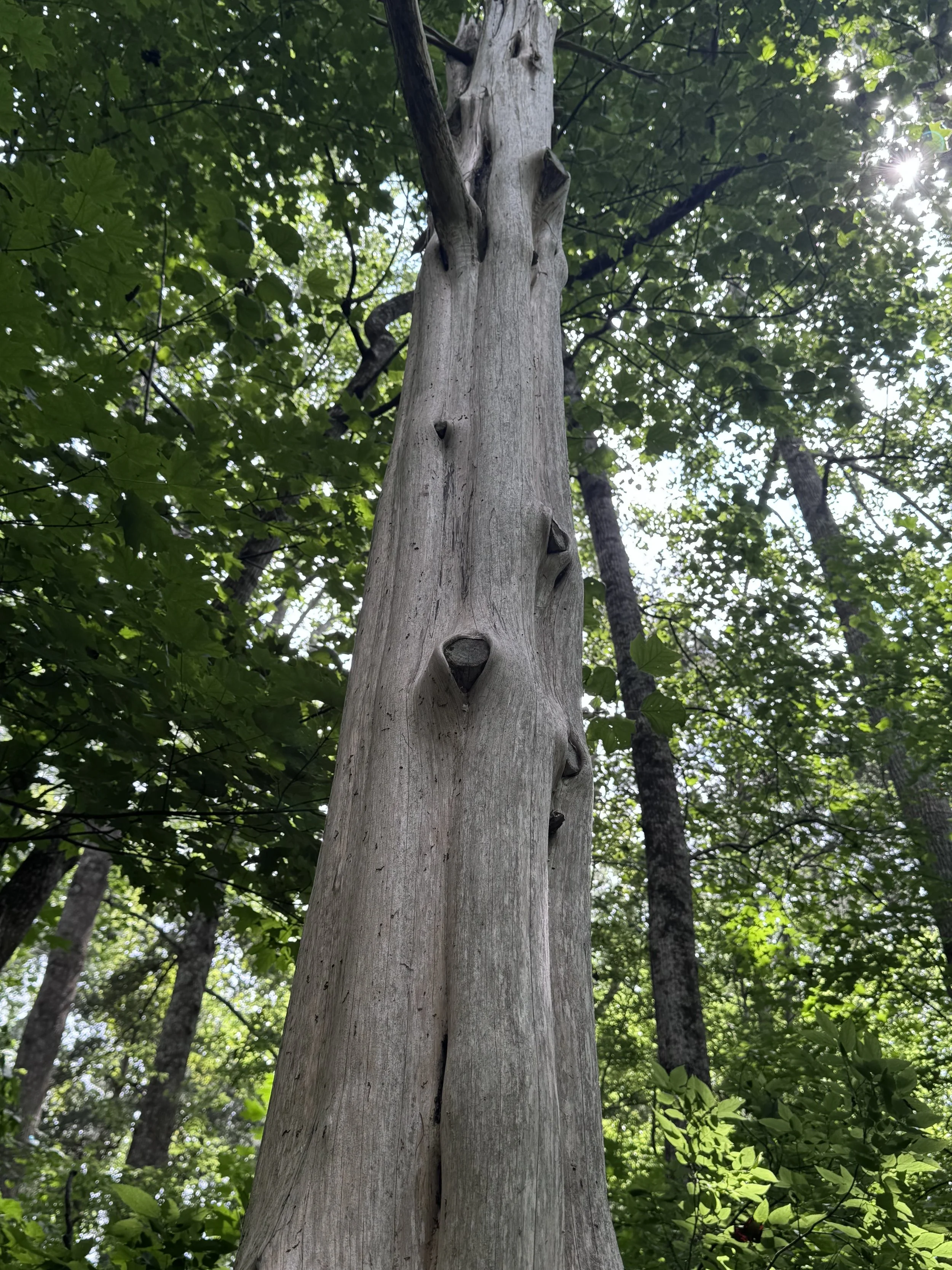 Trail 5 tree.jpeg