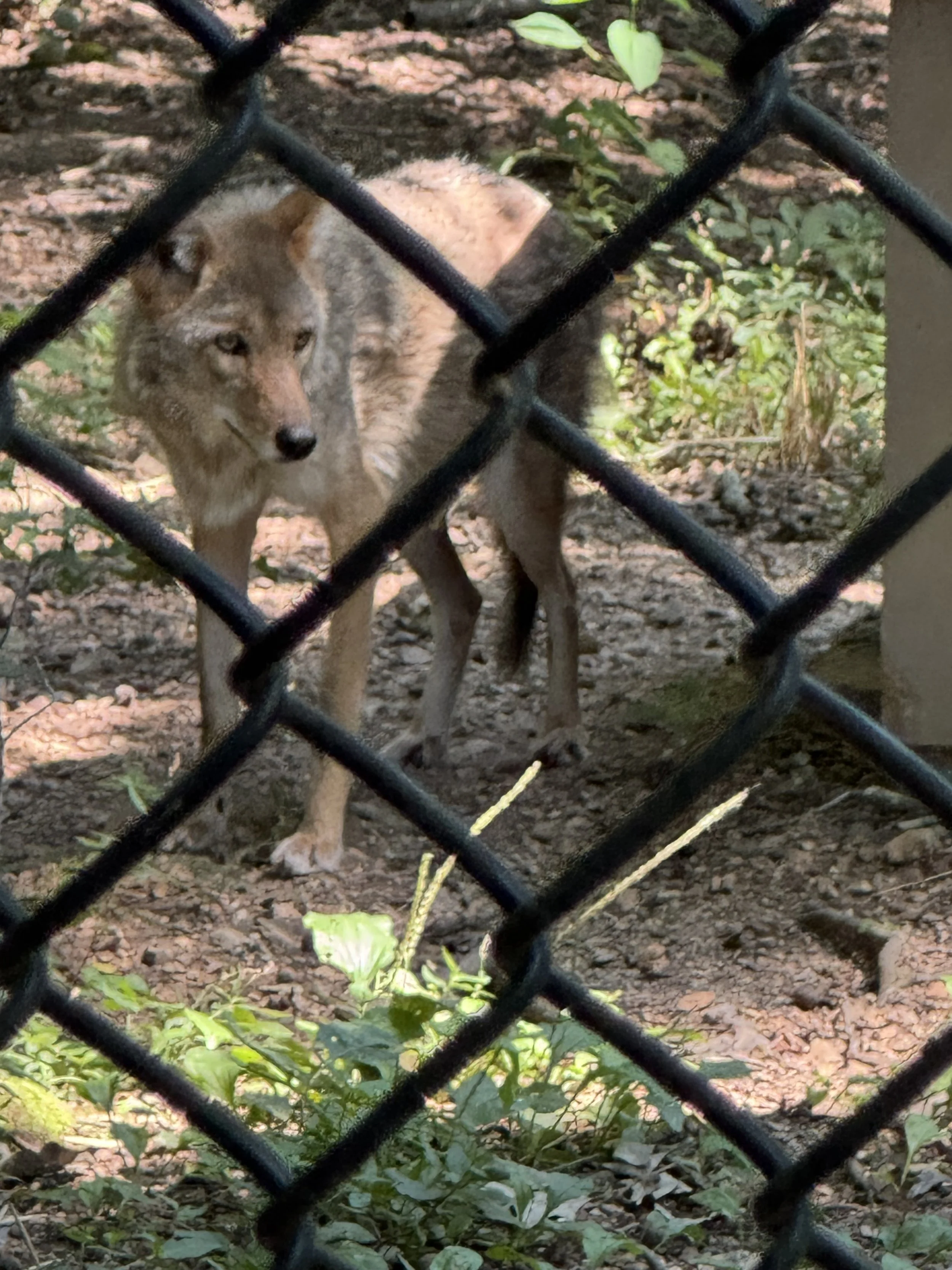 Coyote in rescue.jpeg