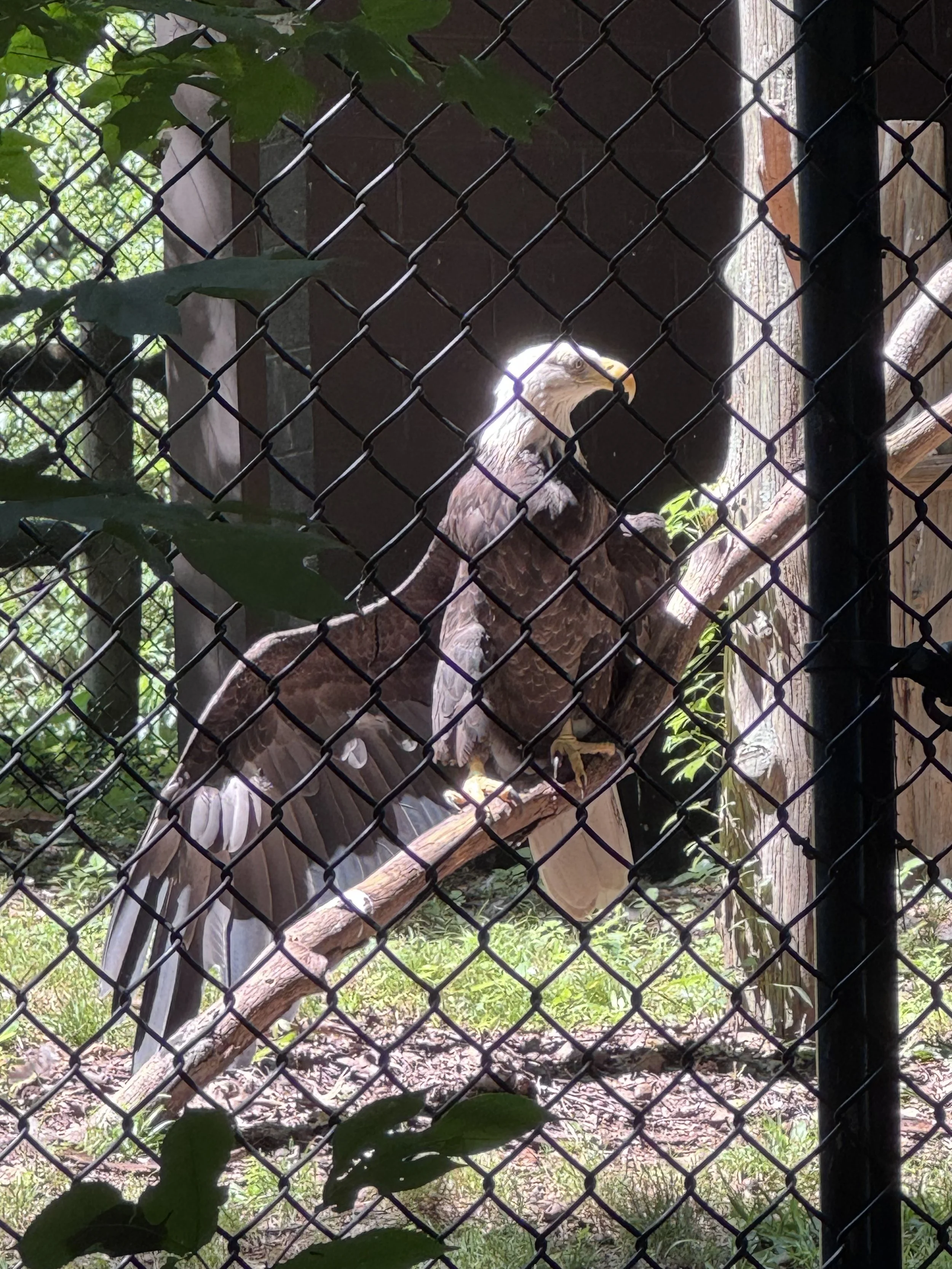Eagle in enslosure.jpeg