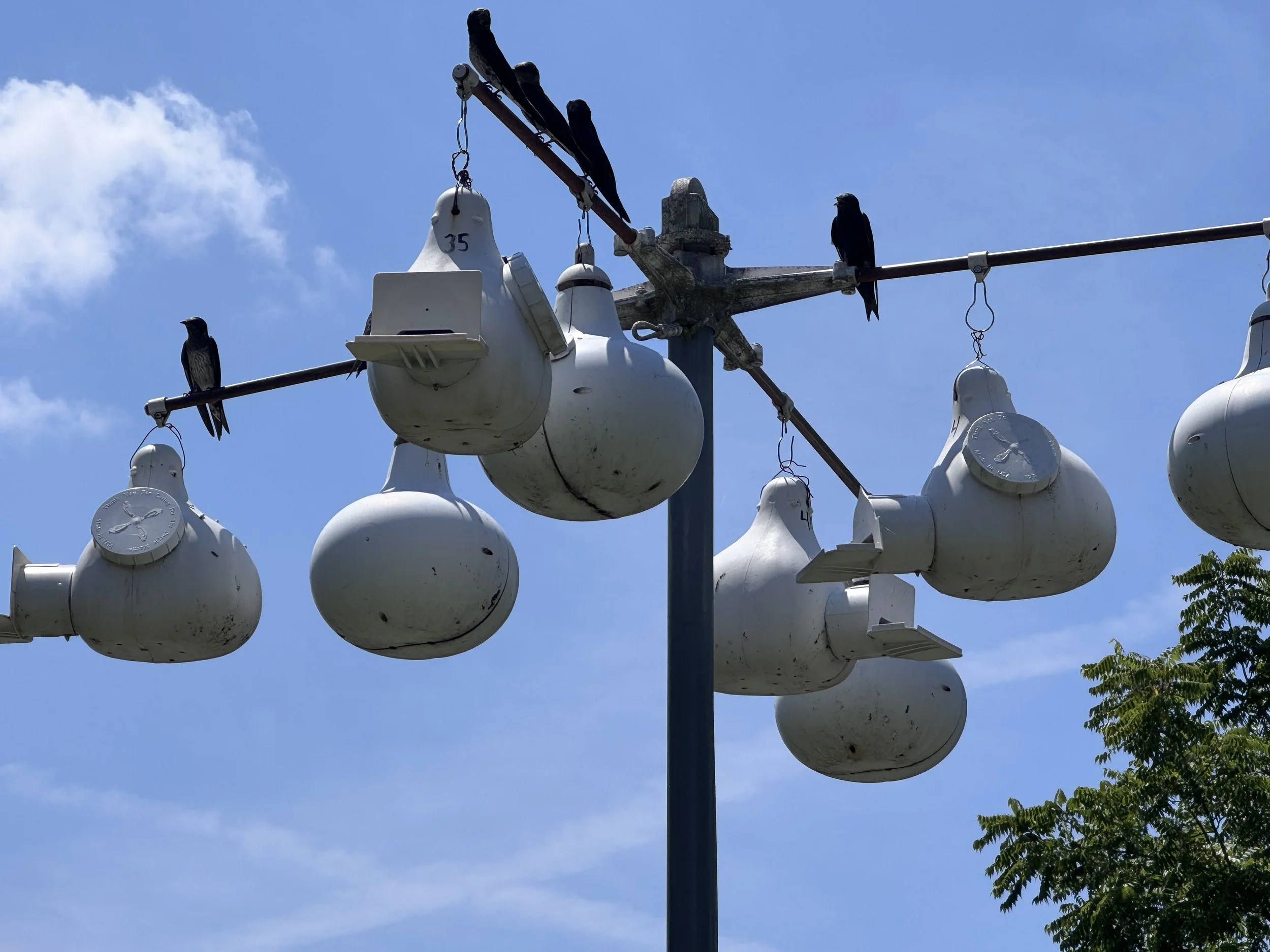 Purple martin nests.jpeg